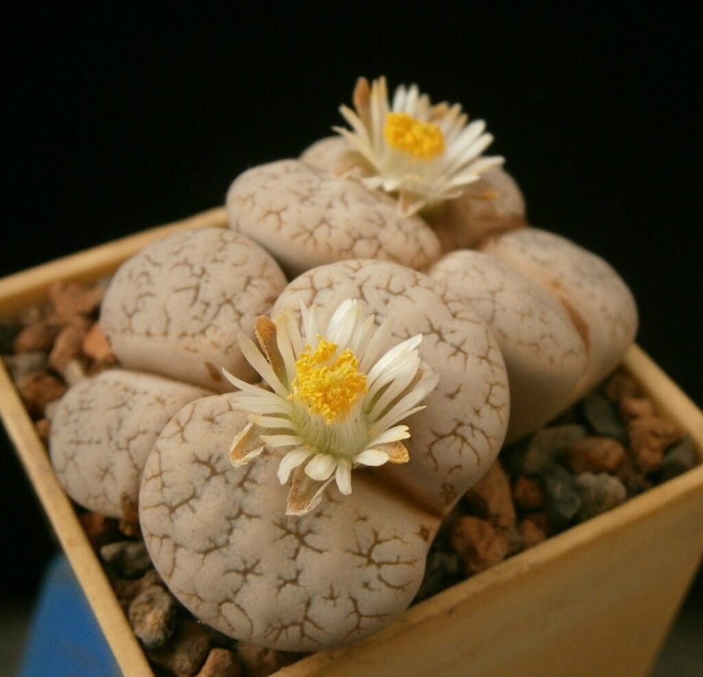 Lithops c262