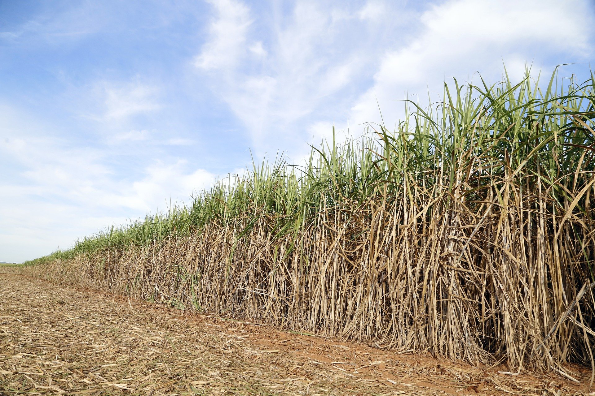 Сахарный тростник производство. Сахарный тростник в Бразилии. Сельское хозяйство Бразилии сахарный тростник. Плантации сахарного тростника в Бразилии. Сахарный тростник в Луизиане.