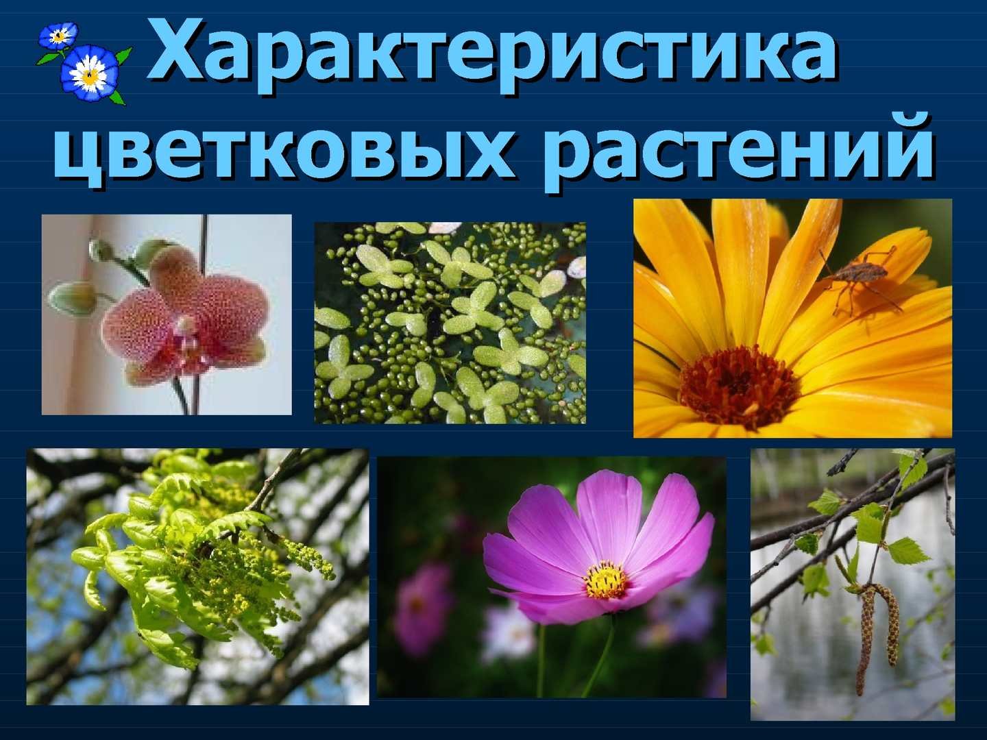 Разнообразие растений. Двудольные цветковые растения. Покрытосеменных цветковых растений. Двудольные Покрытосеменные растения. Многообразие покрытосеменных растений растений.