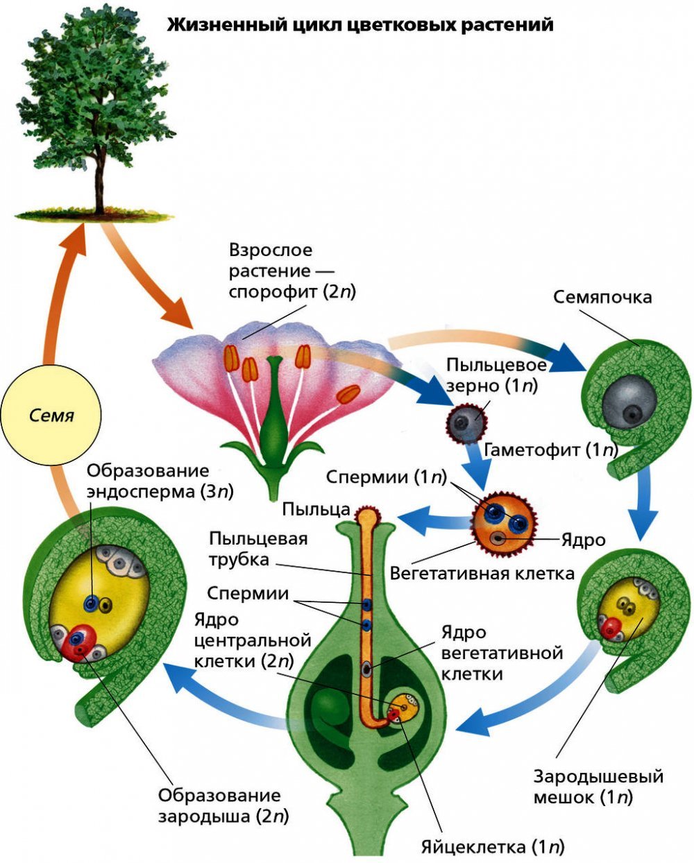 Цикл развития покрытосеменных растений схема. Размножение цветкового растения схема. Цикл развития цветкового растения. Жизненный цикл покрытосеменных растений.