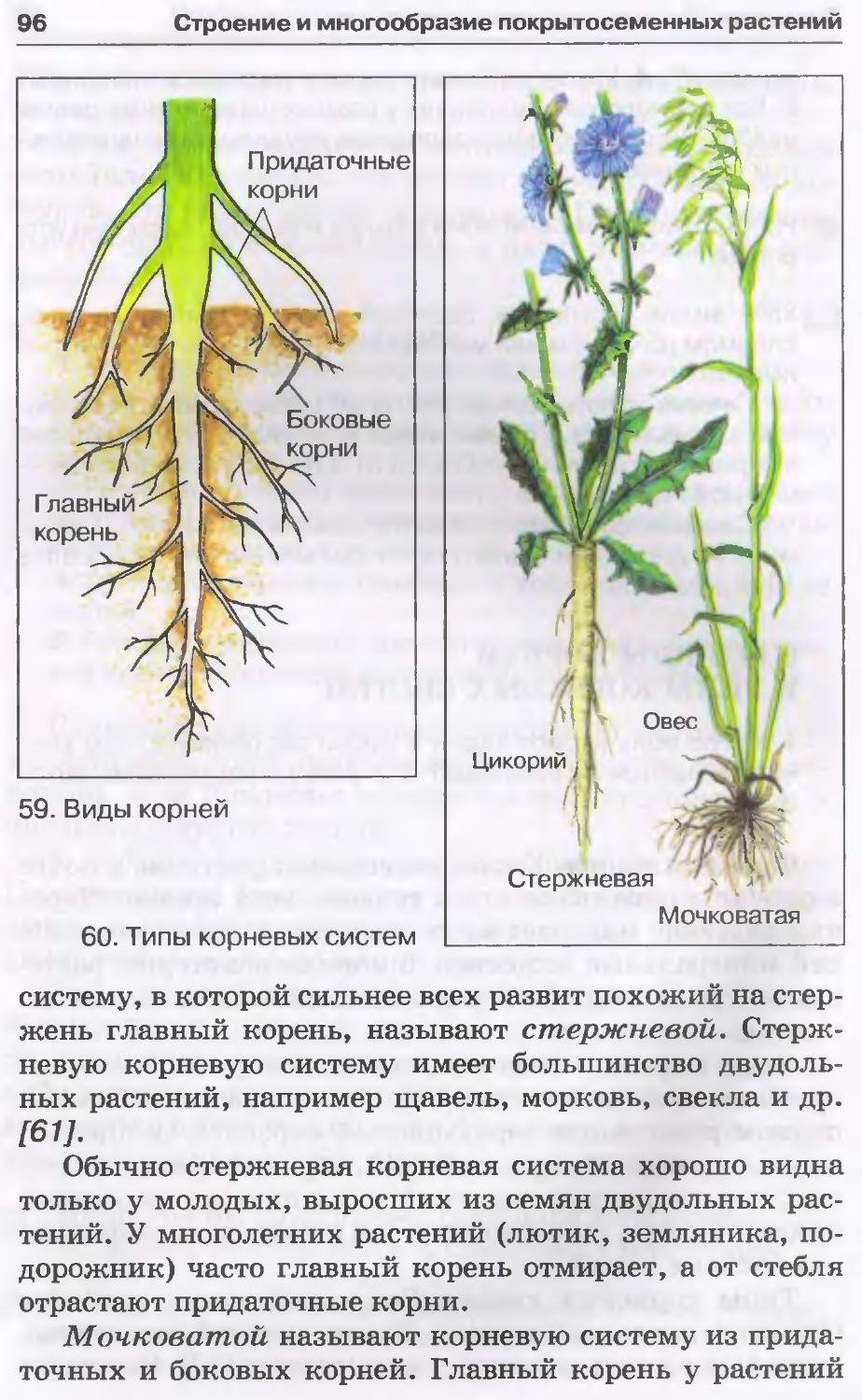 Корневая система цветковых растений. Типы корневых систем строение. Корневые системы растений.