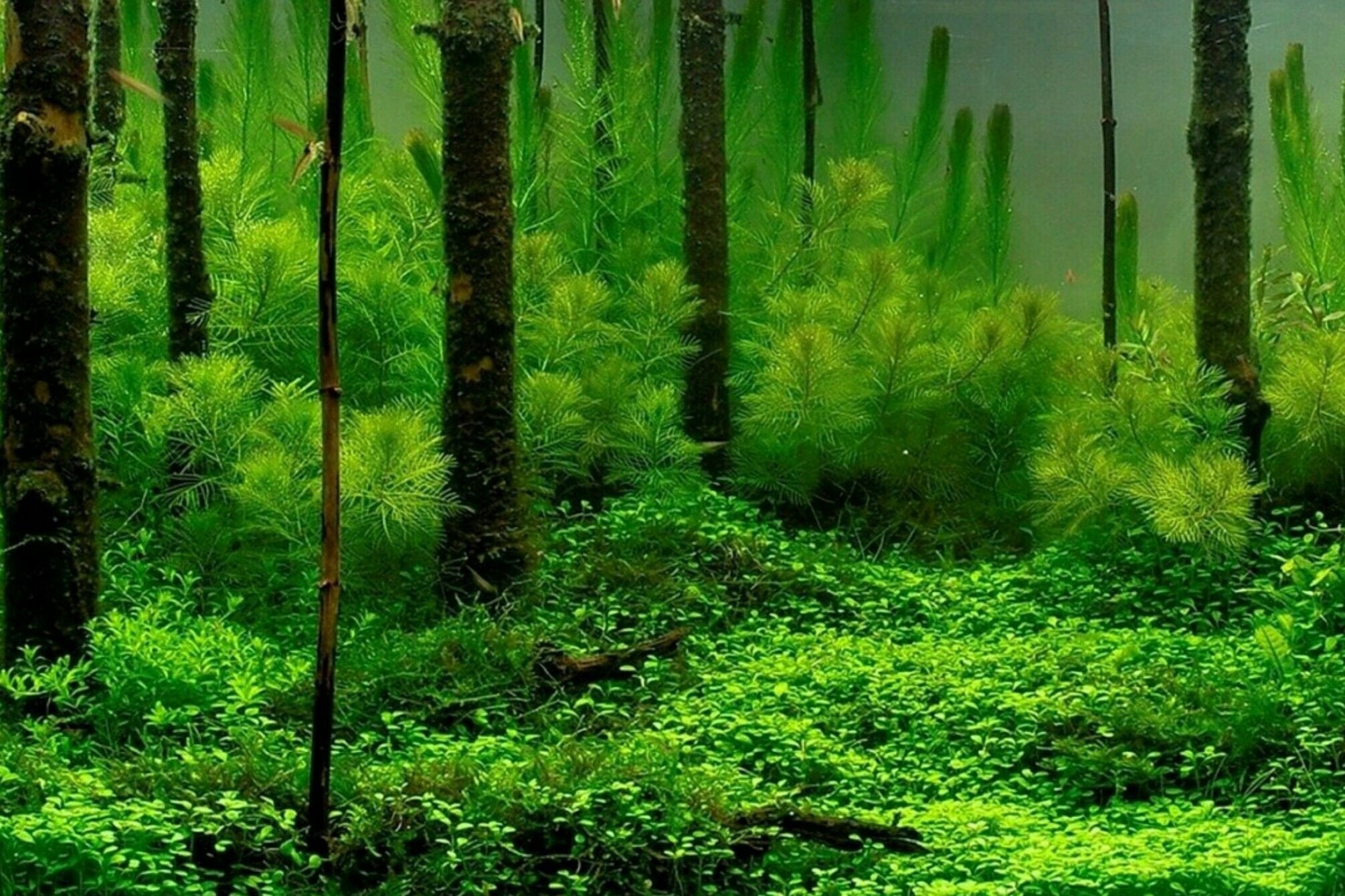 Водоросли распространены. Подводный лес акваскейпинг. Водоросли для аквариума. Лес водорослей. Лес в аквариуме.