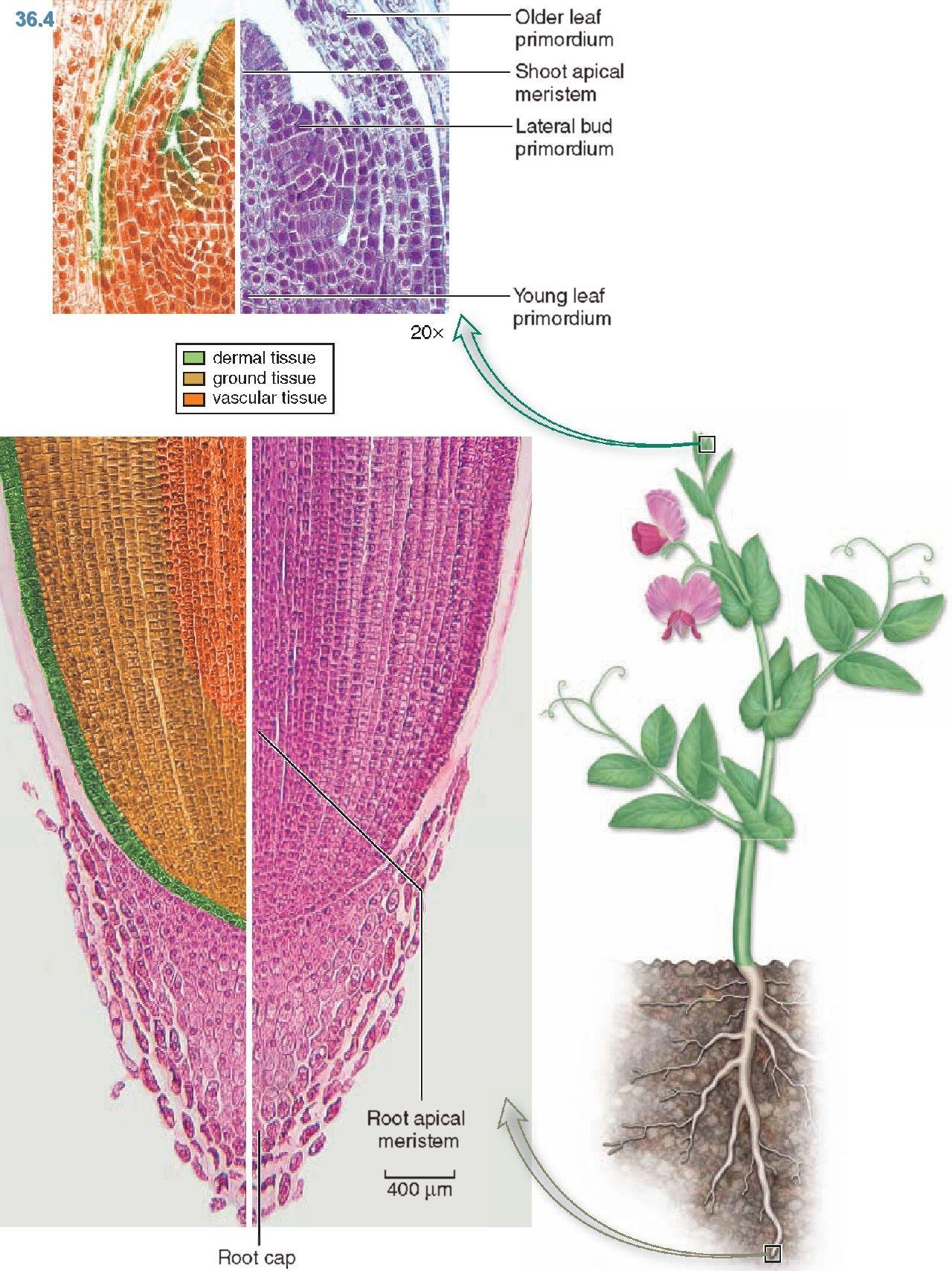Меристематические ткани растений. Верхушечная меристема образовательная ткань. Образовательная ткань растений меристема. Верхушечная образовательная ткань корня. Апикальные клетки меристем корня.