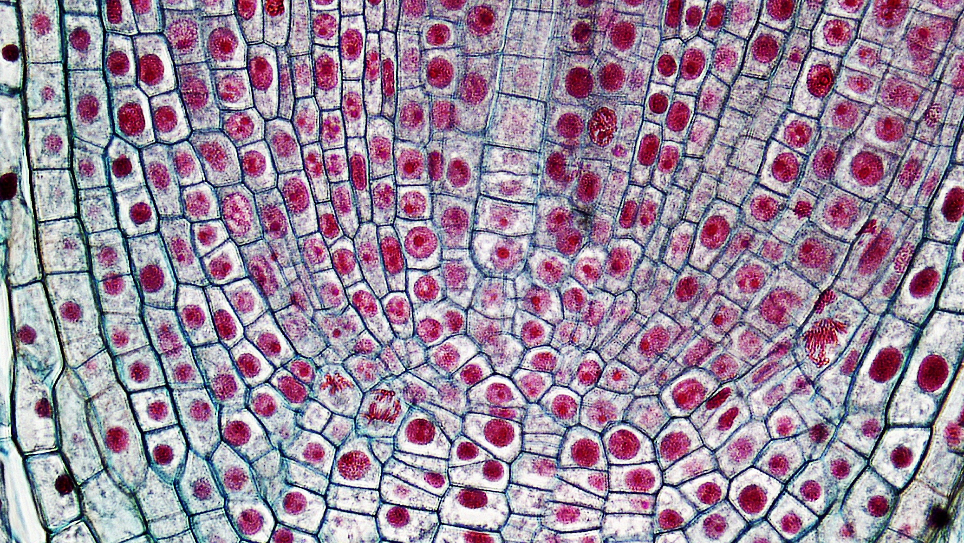 Клетка верхушечной меристемы. Меристема микрофотография. Меристема под микроскопом. Раневая меристема. Меристема ткани растений.