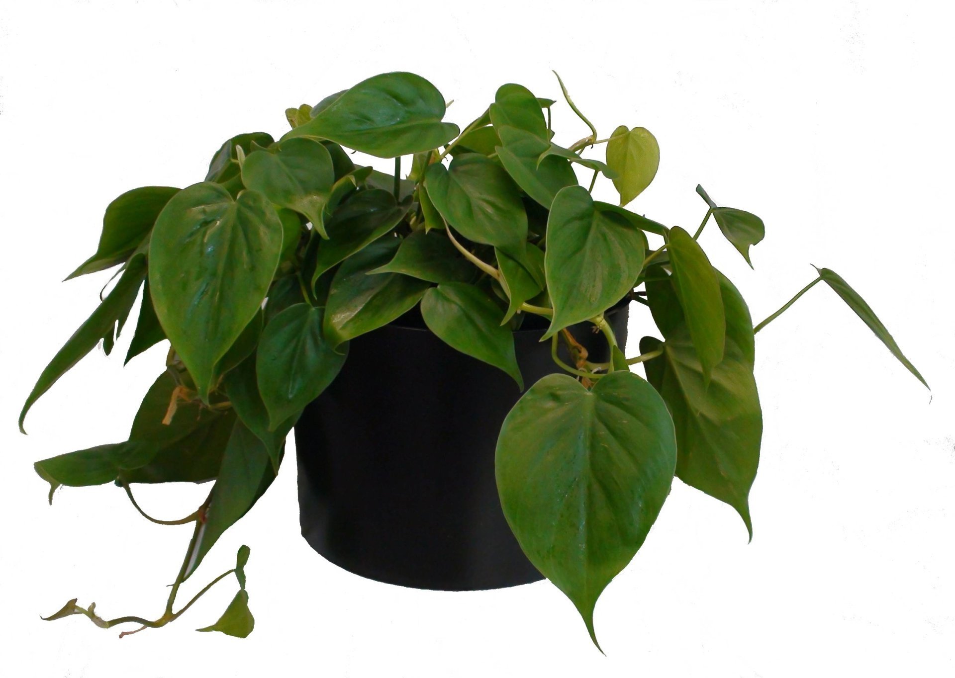 Philodendron Micans