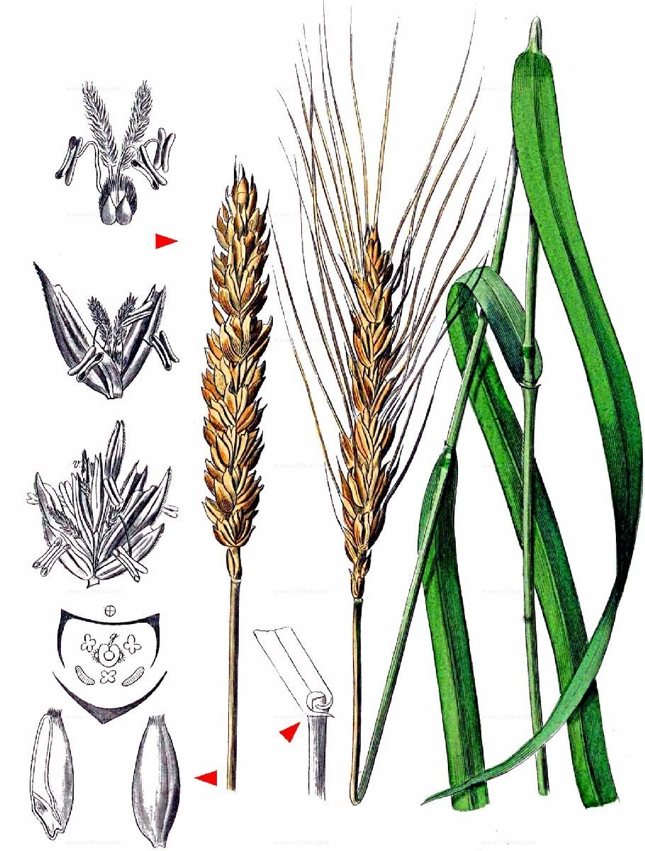 Пшеница простой или сложный. Озимая пшеница – Triticum aestivum. Тритикум аестивум л. Пшеница мягкая (Triticum aestivum). Стеблевая Головня пшеницы.