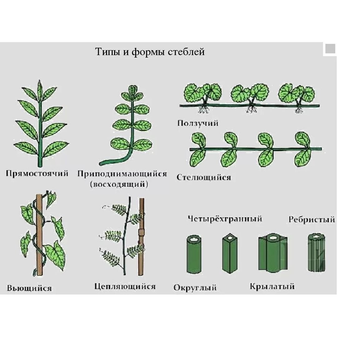 Местоположения растений. Типы стеблей растений. Типы стеблей биология 6. Типы стеблей по форме поперечного сечения. Типы стеблей по положению в пространстве.