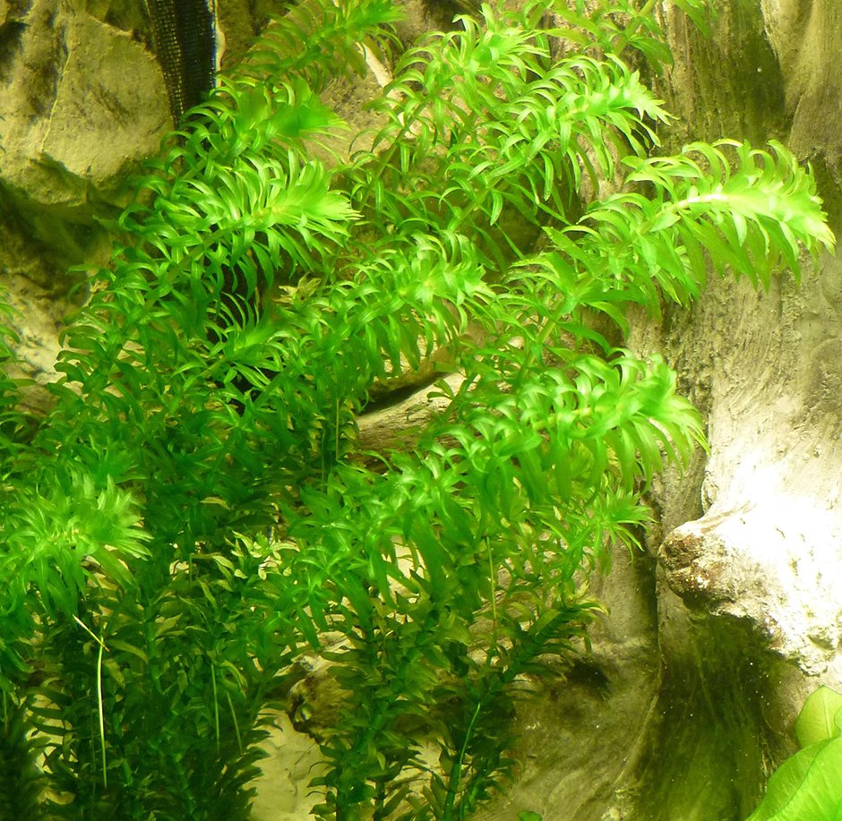 Почему элодею канадскую называют водяной чумой образует. Элодея аквариумное растение. Элодея Эгерия. Элодея денса (Elodea densa). Элодея густолистая.