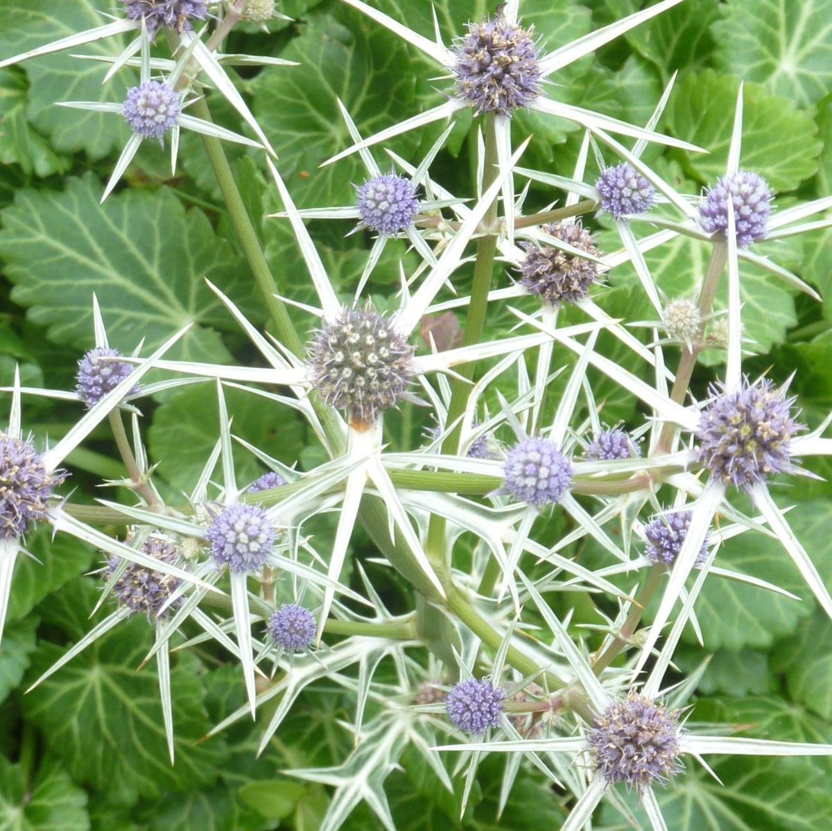 РЎРёРЅРµРіРѕР»РѕРІРЅРёРє Eryngium alpinum