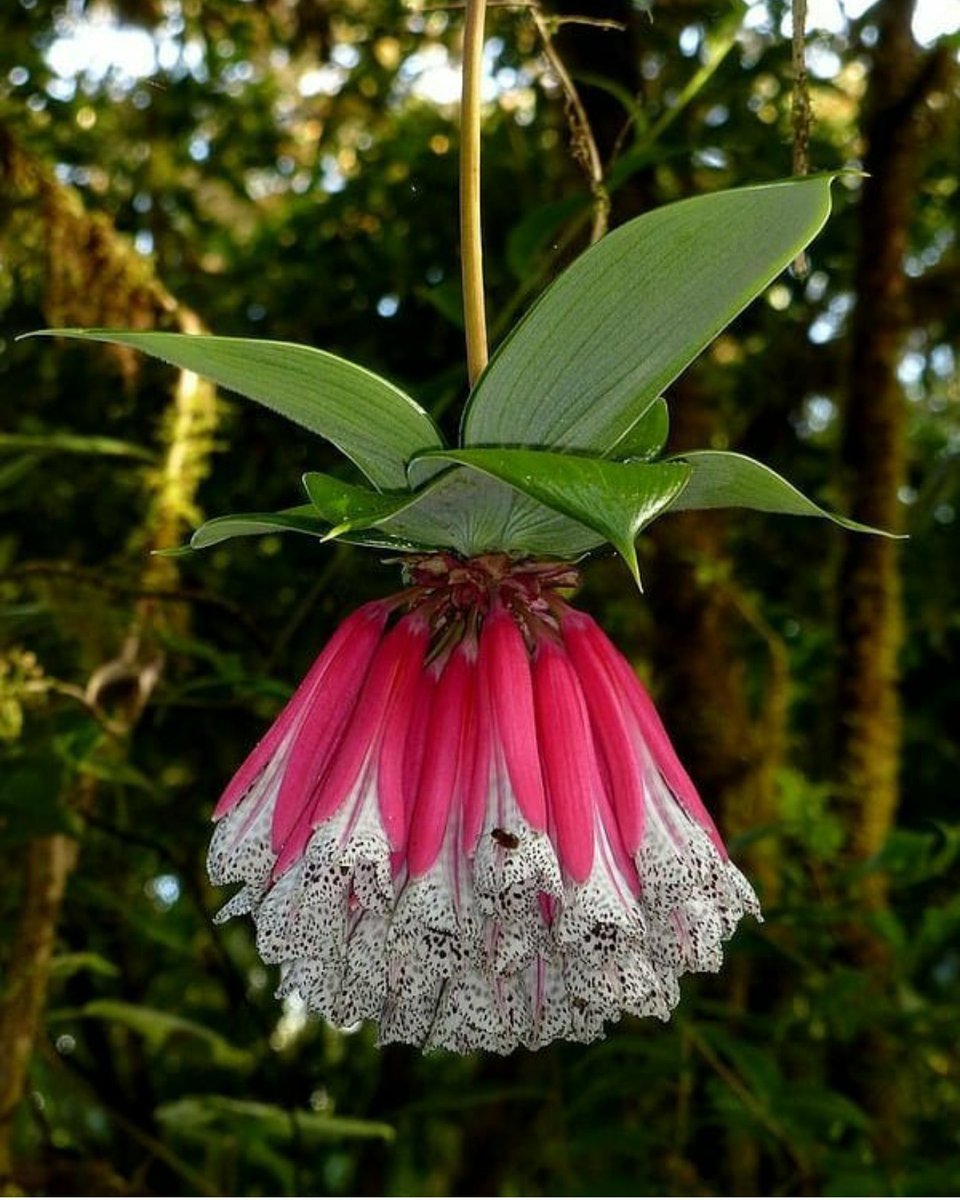 Название необычные красивые. Бомарея. Бомарея (Bomarea). Цветок Мединилла Madagaskar.