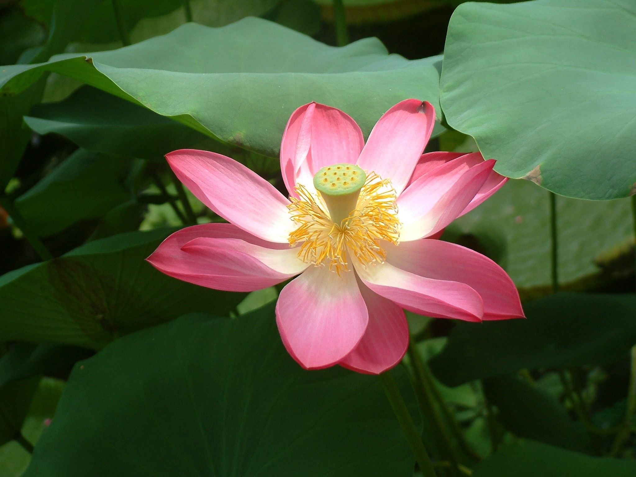 Редкие виды растений. Лотос орехоносный. Лотос орехоносный Nelumbo nucifera. Лотос орехоносный красная. Ло́тос орехоно́сный (лат. Nelumbo nucifera).