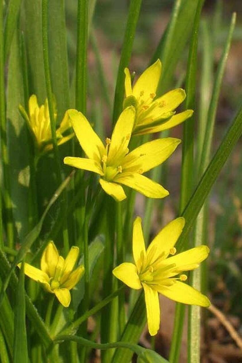 Гусиные луки фото. Gagea lutea. Гусинолук длиннострелковый. Лилейные гусиный лук. Кандык гусиный лук.