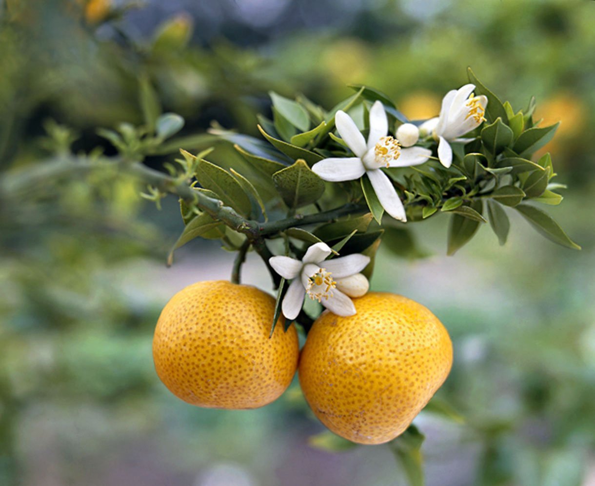 Как цветет мандарин. Померанец дерево цветёт. Цветок апельсина флердоранж. Нероли цветок апельсина. Лимон,мандарин,Петитгрейн.