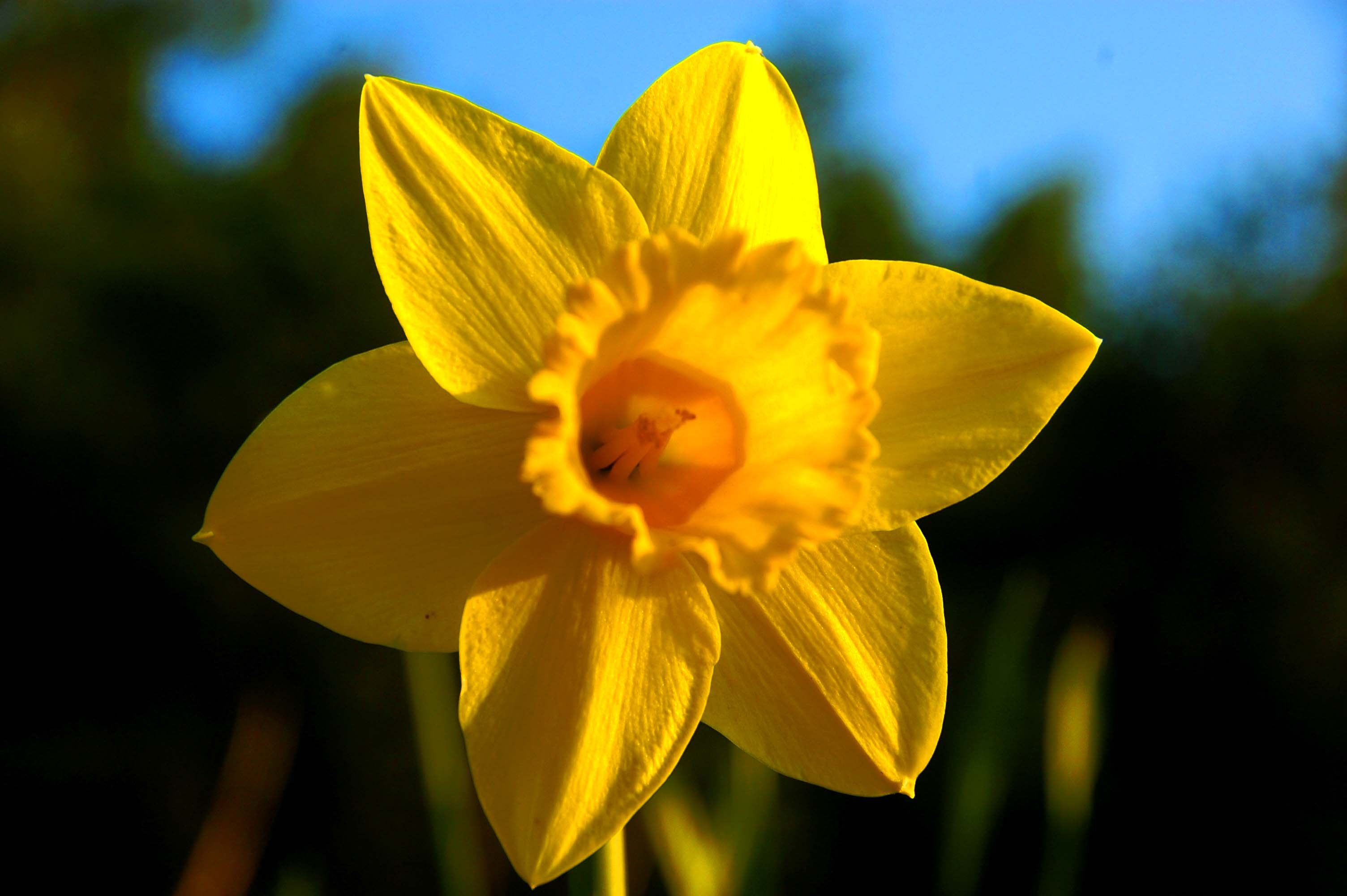 Daffodil symbol