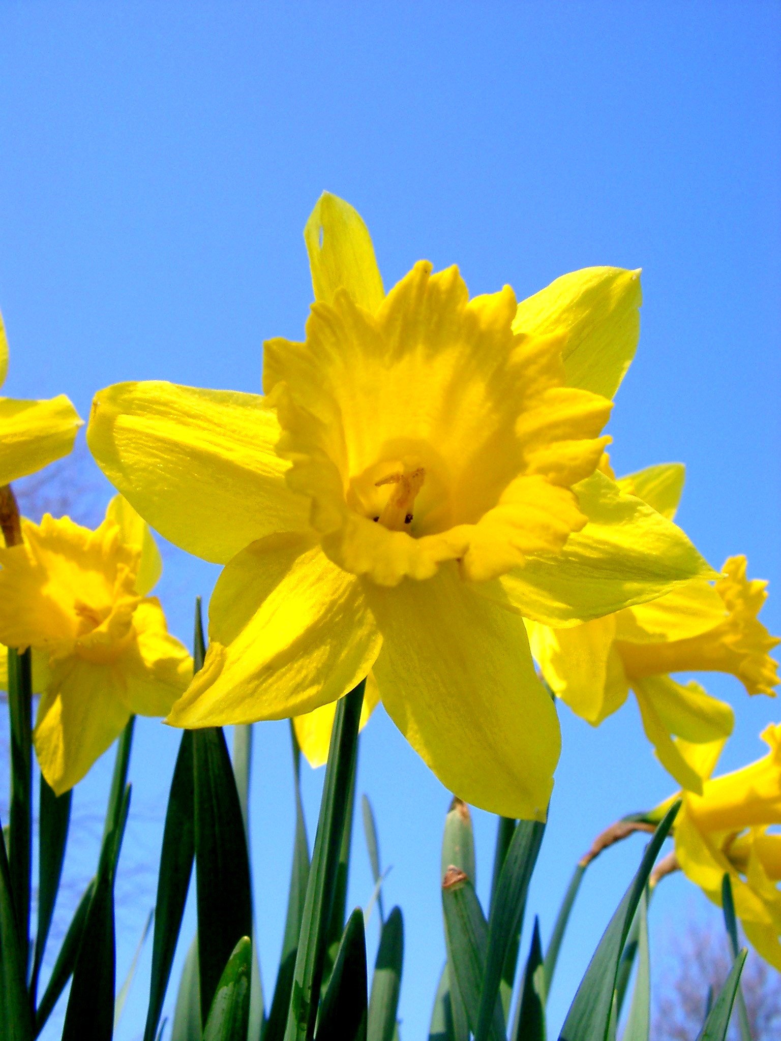 Daffodil symbol