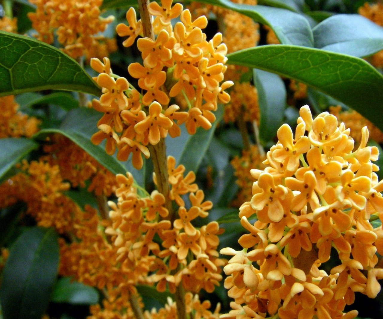 Osmanthus fragrans