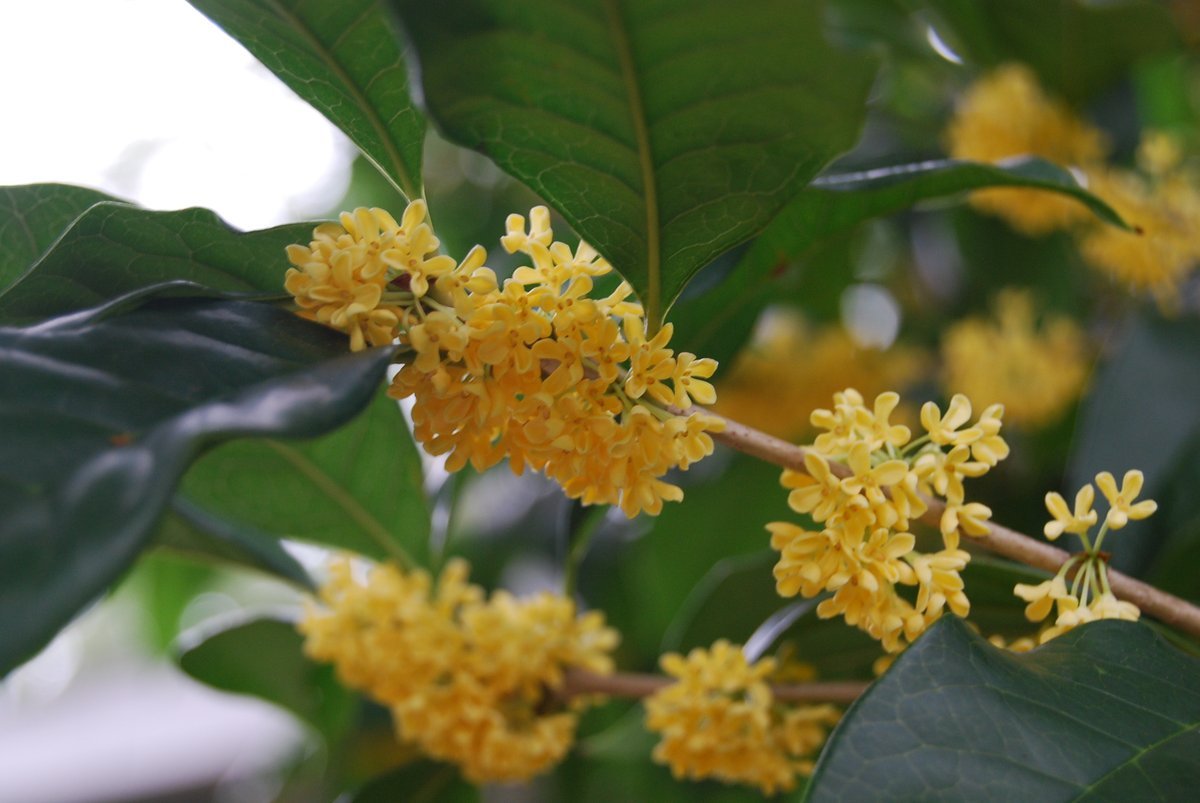 Османтус fragrans