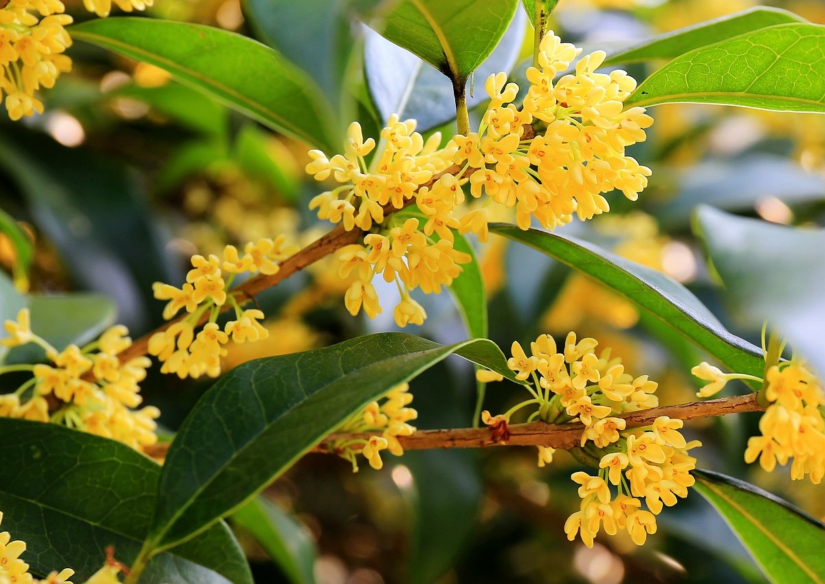 Османтус Бурквуда Osmanthus