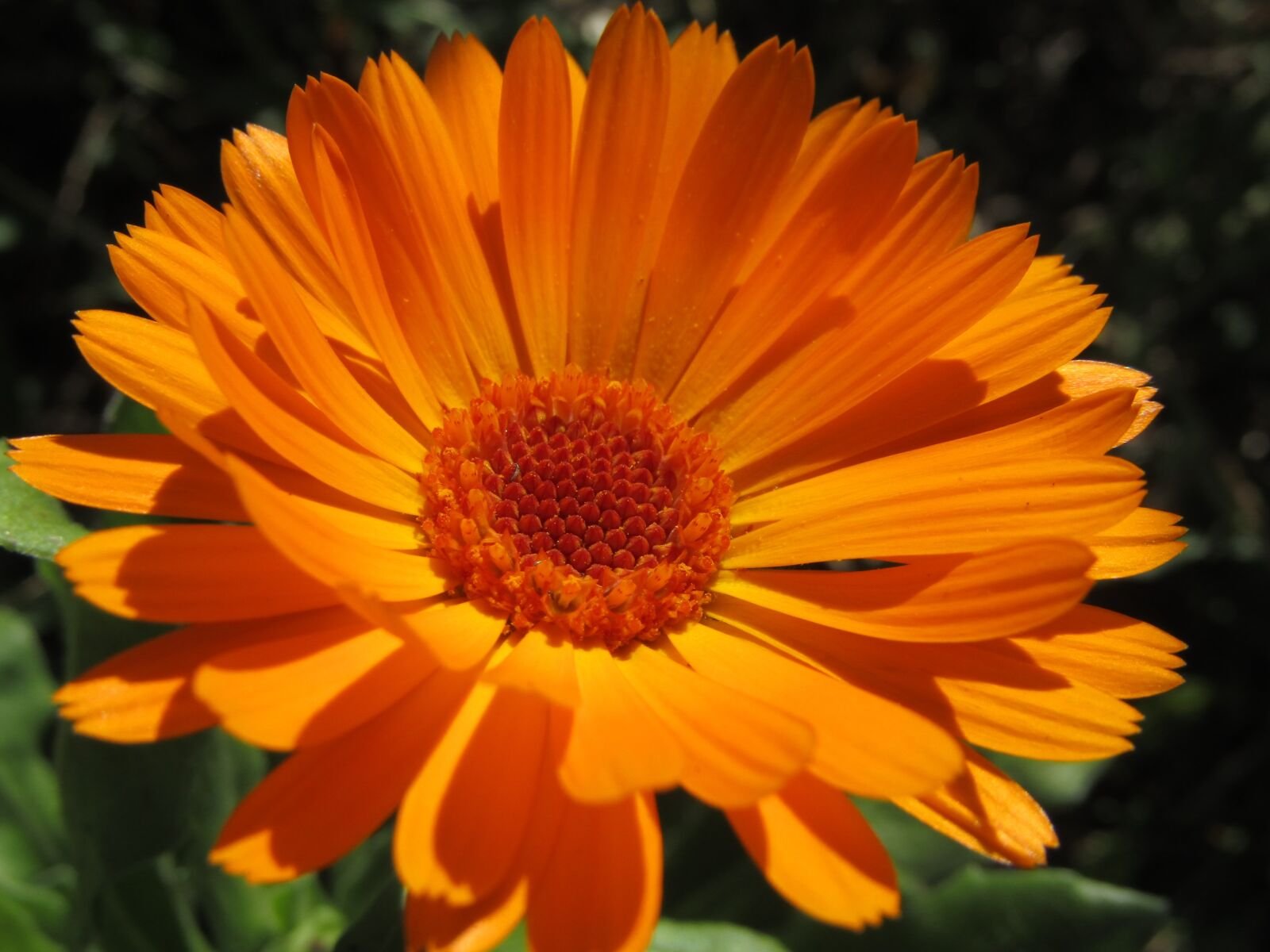 Calendula officinalis l календула лекарственная