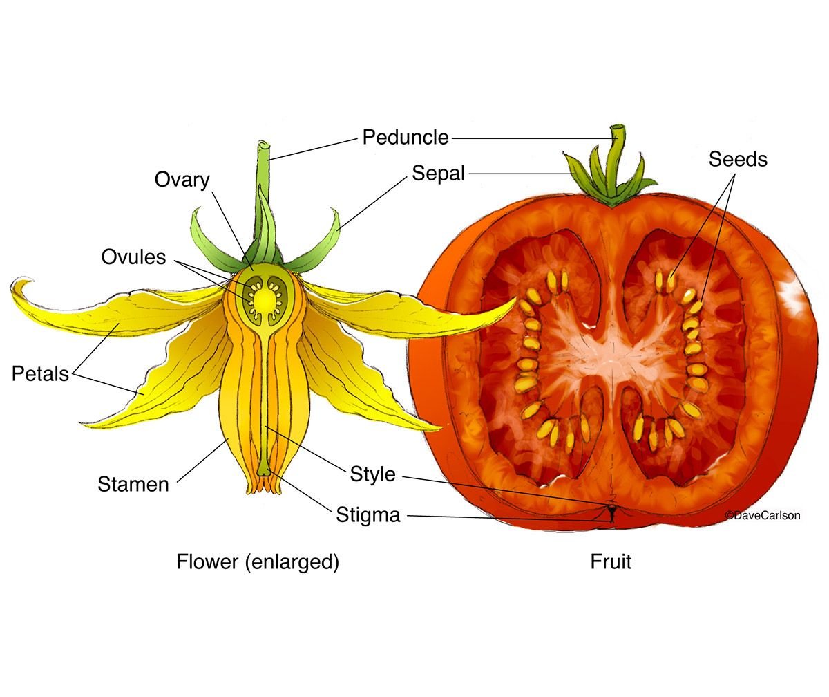 Поперечный срез завязи пестика лилии. Строение плода томата. Строение плода помидора. Строение плода ягоды томата. Строение томата биология.
