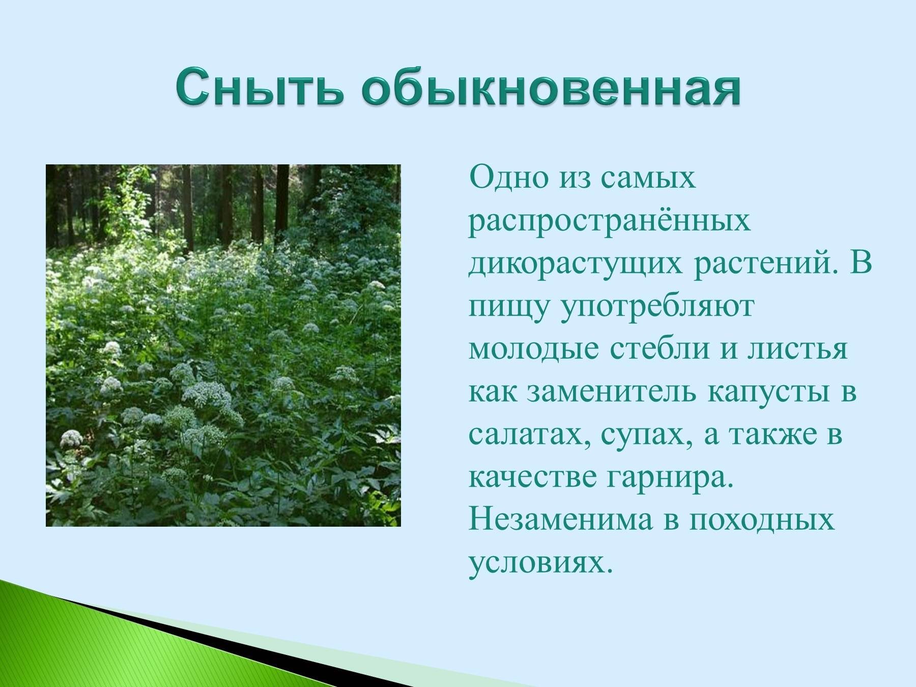 Дикорастущее растение презентация. Лекарственные растения Саратовской области. Дикорастущие лекарственные растения. Сообщение о дикорастущем растении. Полезные дикорастущие растения.