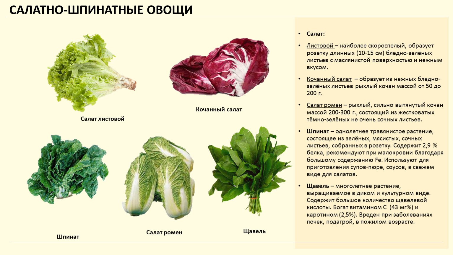 Салат какая почва. Салатно Шпинатные овощи список. Листовые овощи. Виды листовых овощей. Разновидности салата листового.