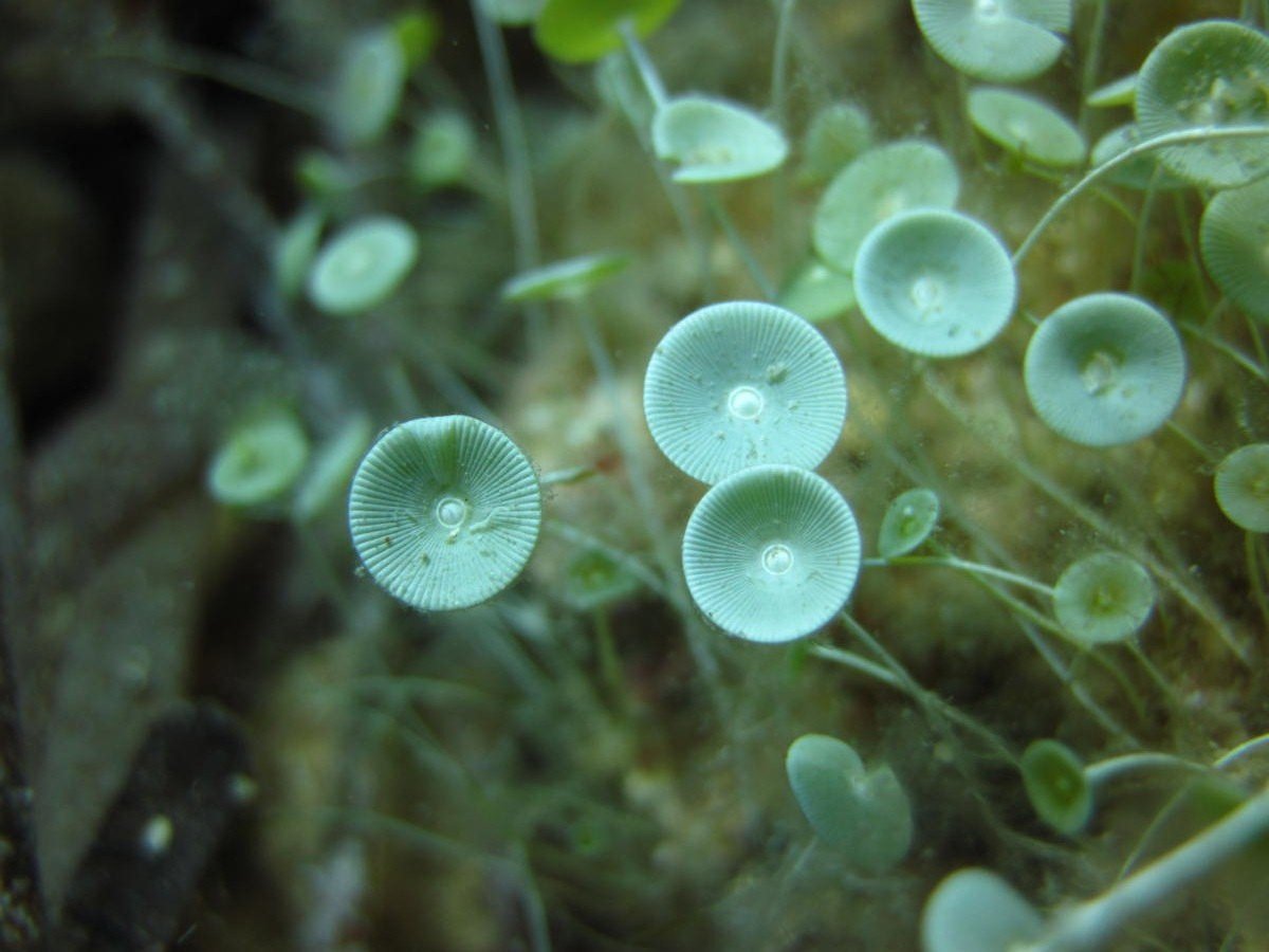 Одноклеточных морских водорослей