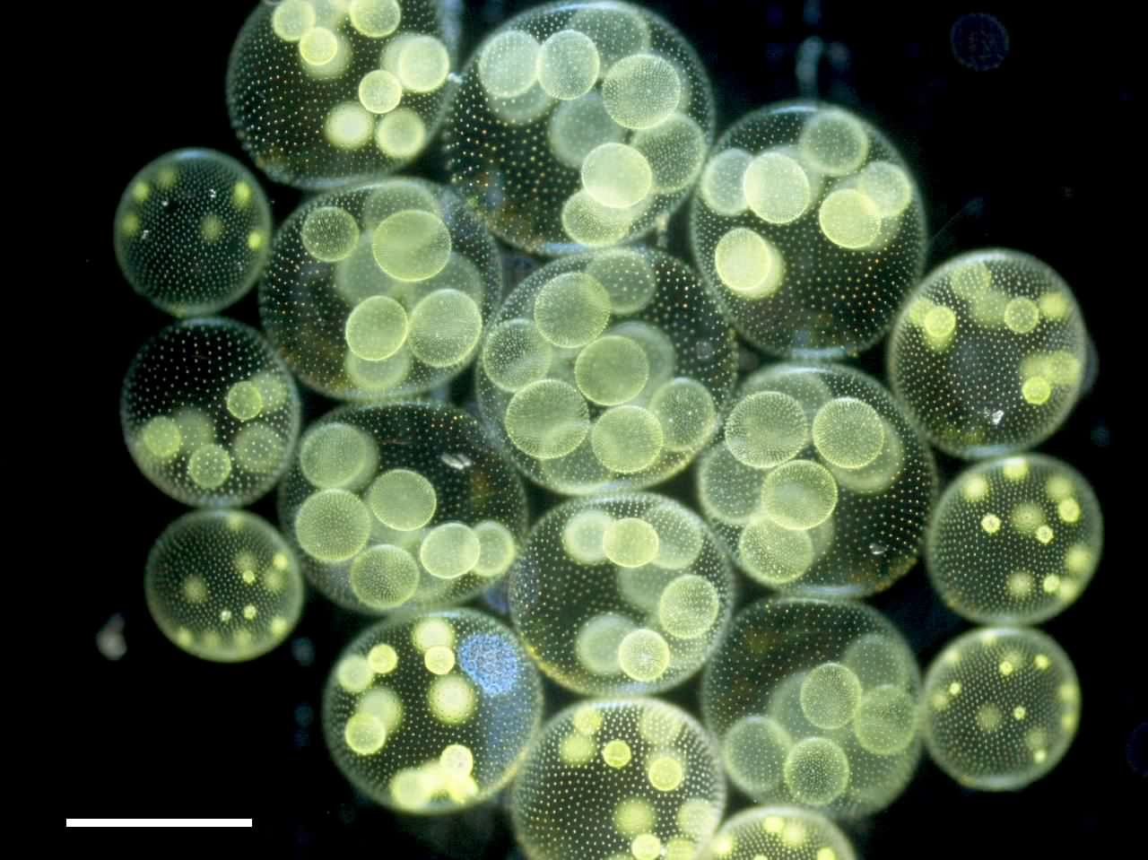 Водоросль вольвокс. Фитопланктон вольвокс. Колониальные водоросли вольвокс. Вольвокс золотистый. Вольвокс это планктон.