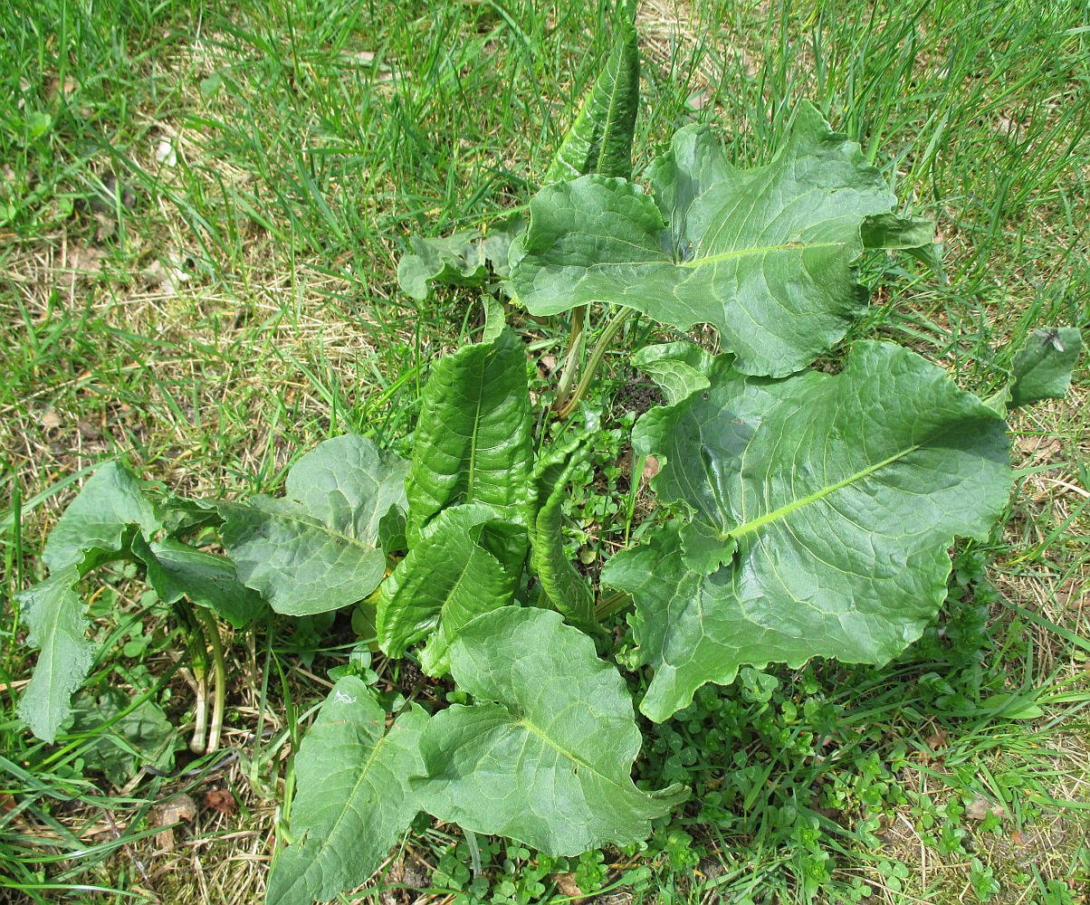 Конский щавель фото растения. Щавель конский (Rumex confertus). Конский щавель (Rumex crispus). Конский щавель (дикий щавель). Конский щавель авелук.