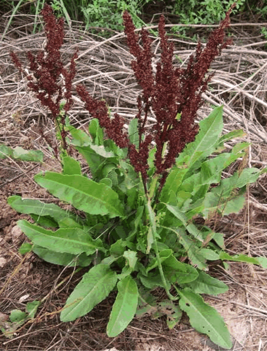 Конский щавель фото растения. Щавель конский (Rumex confertus). Ревень конский щавель. Конский щавель (дикий щавель). Щавель ложносолончаковый.