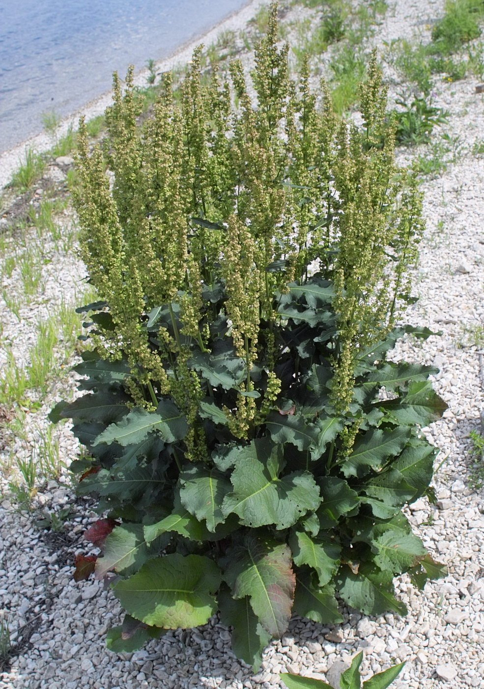 Лошадиная трава. Щавель конский (Rumex confertus). Конский щавель (Rumex crispus). Конский щавель авелук. Конский щавель (дикий щавель).