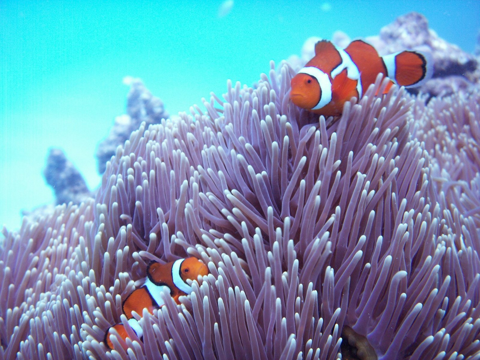 Обитатели кораллового рифа. Большой Барьерный риф. Большой Барьерный риф обитатели. Большой Барьерный риф рыбки. Большой Барьерный риф Австралия рыба клоун.