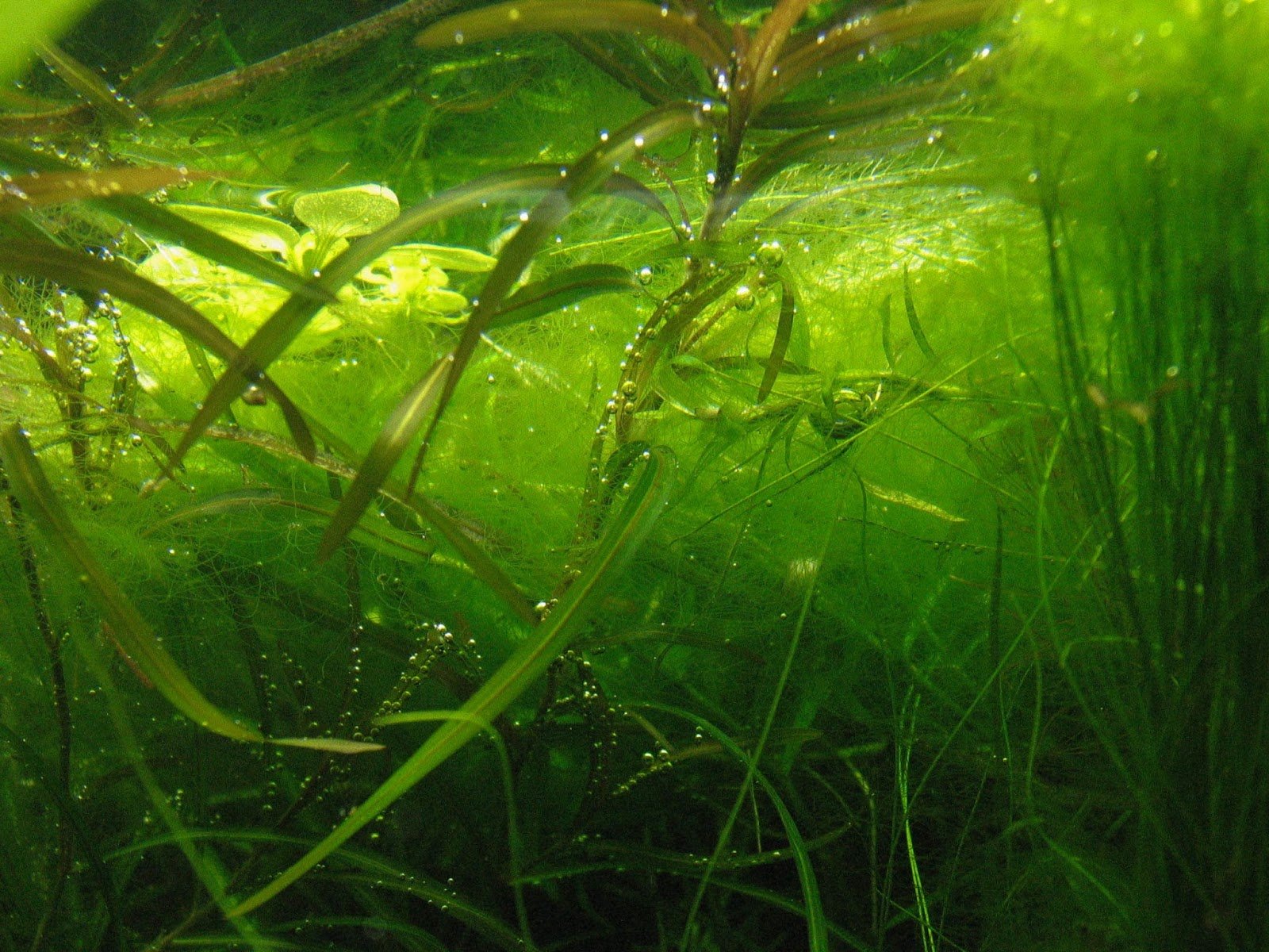 Водоросли ю. Аквариум водоросли нитчатка. Нитчатые зеленые водоросли. Зеленые водоросли – chlorop. Спирогира Ряска.
