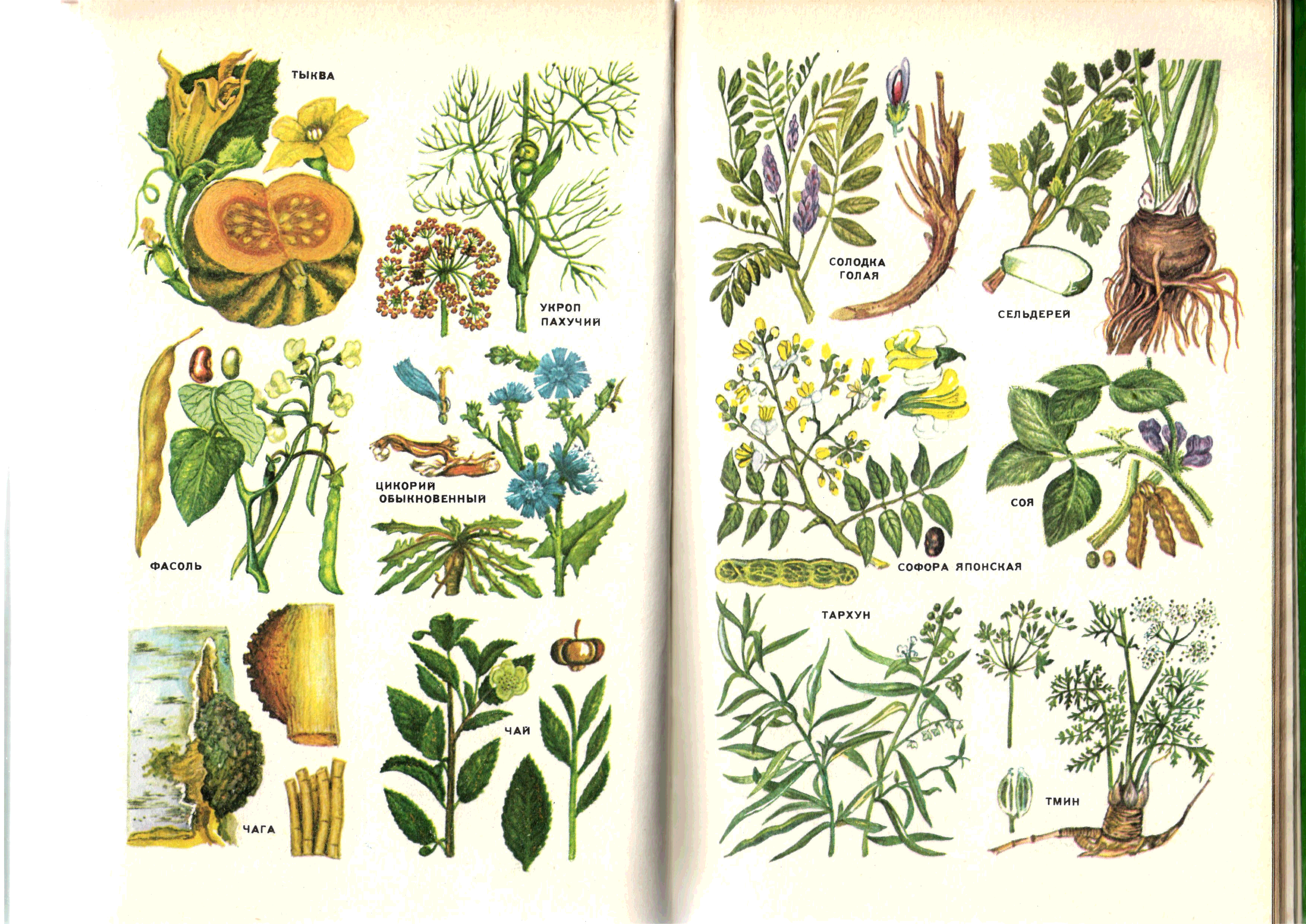 Полные названия растений. Лекарственные растения. Лекартсвенныерастения. Лечебные растения. Лечебные травы рисунок.