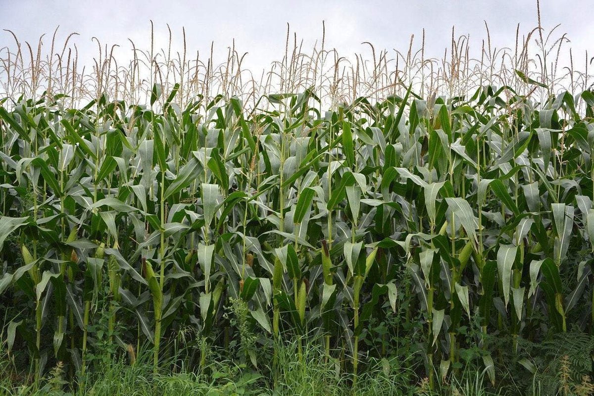 Кукурузные поля в Венгрии