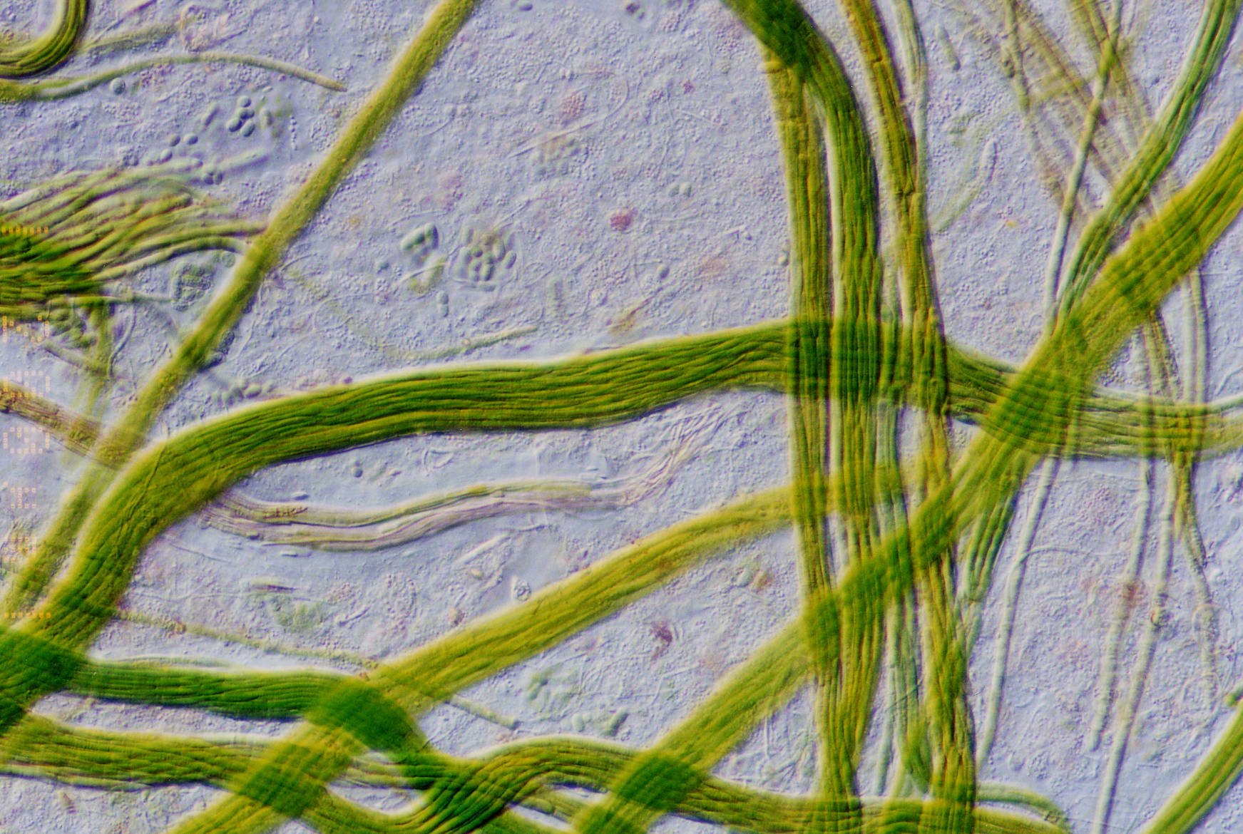 Клетки водорослей и цианобактерий. Синезеленые цианобактерии. Синезелёные водоросли цианобактерии. Нитчатые цианобактерии. Цианобактерии сине-зеленые водоросли.