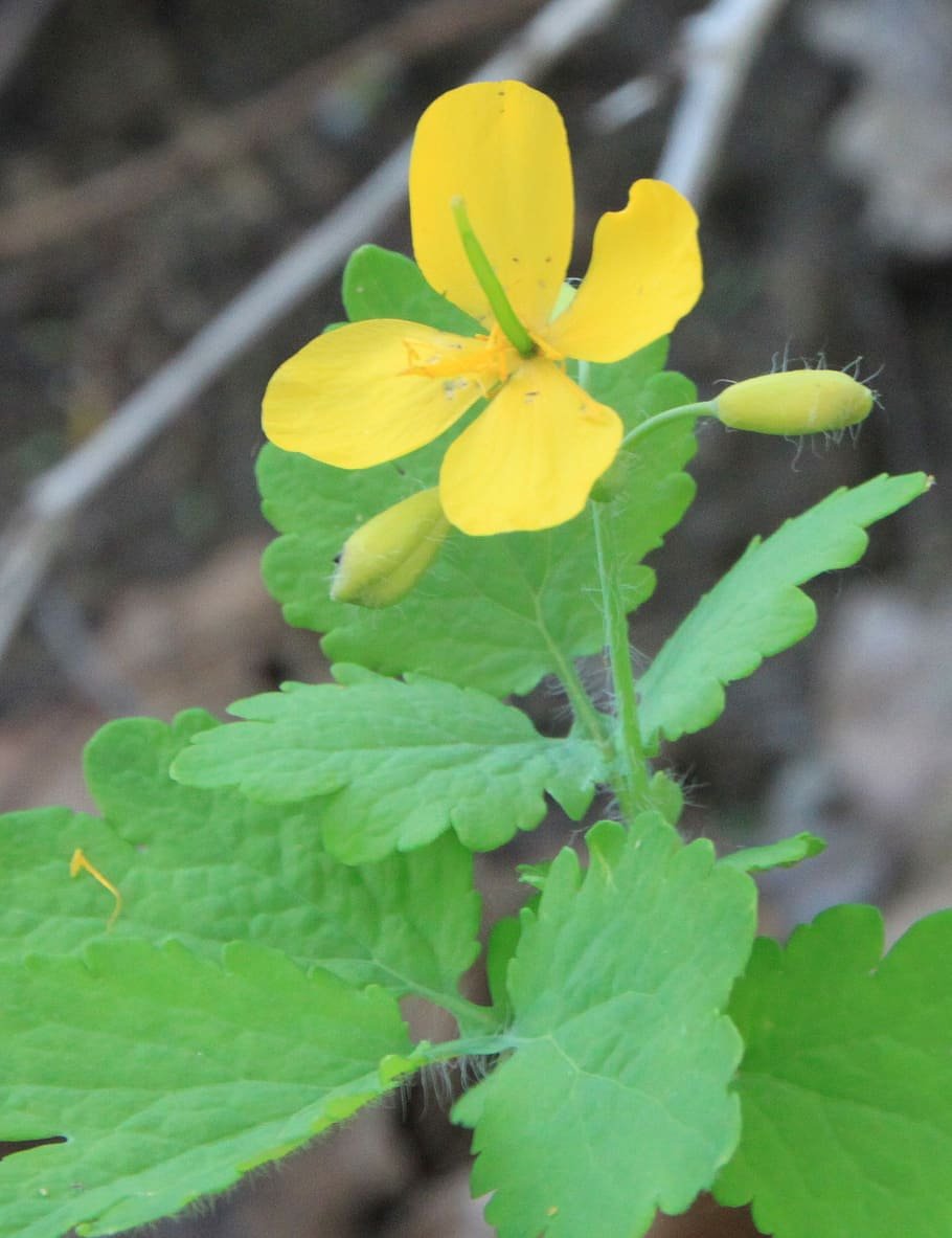 Chelidonium majus. Чистотел Луговой. Чистотел бородавник. Жёлтые цветы чистотел.