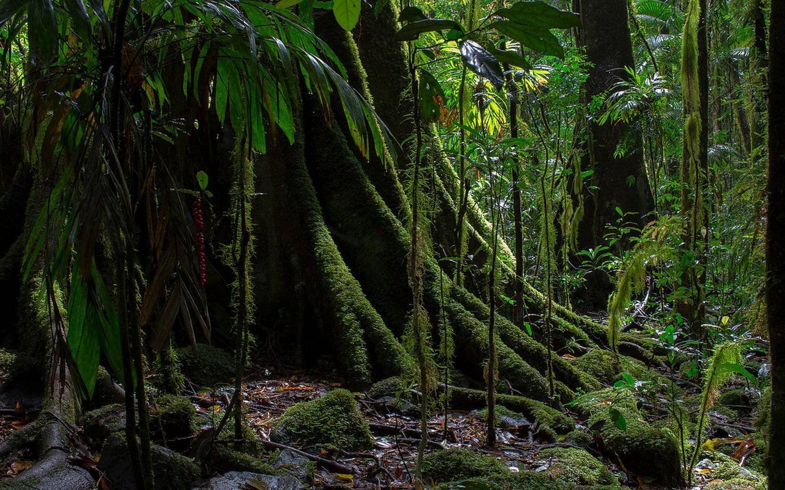 Фикус природная зона. Влажные экваториальные леса Африки Гилея. Южная Америка Сельва лианы. Гилея Южной Америки это.