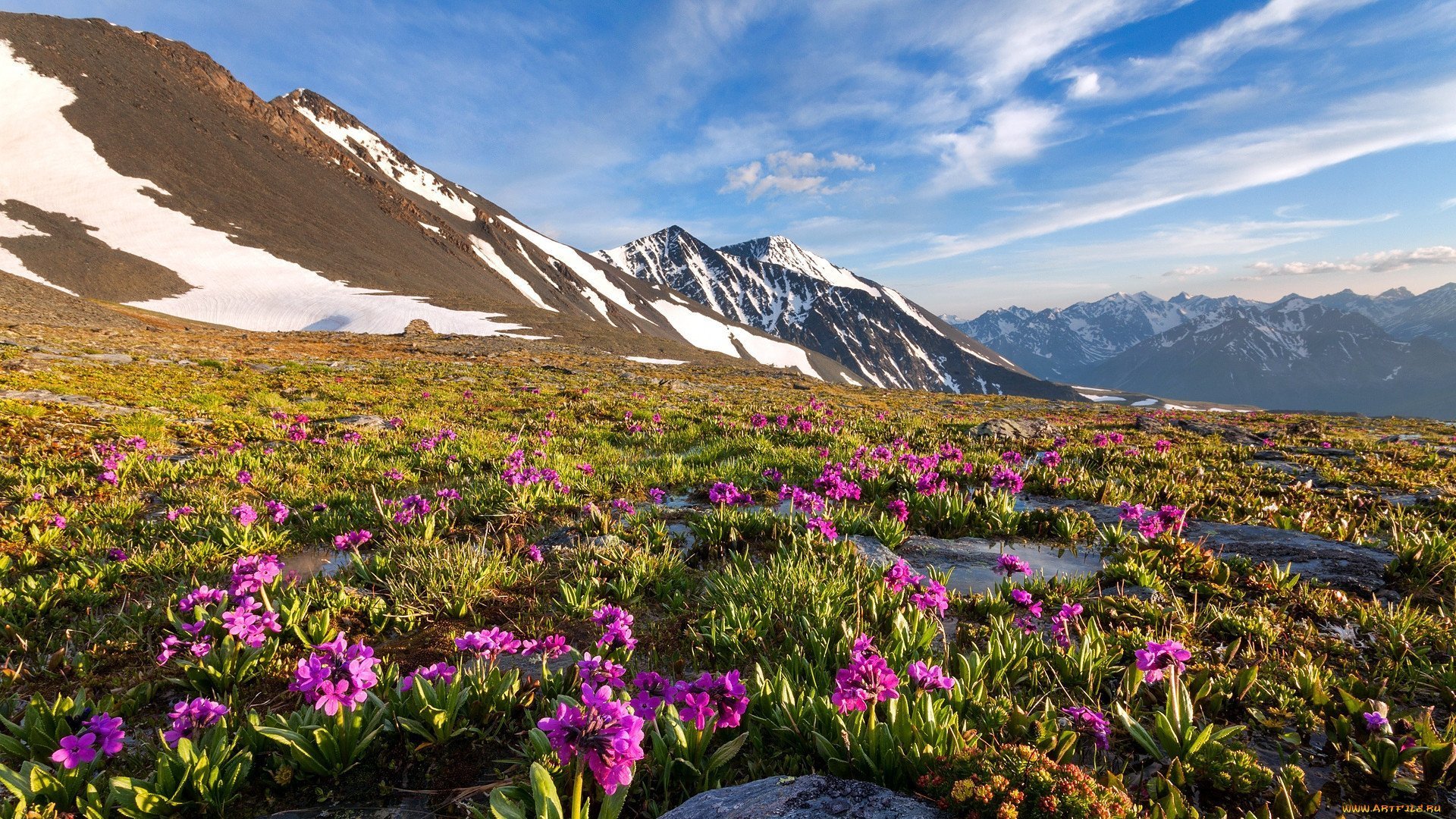 Flora of russia. Катунский заповедник, горный Алтай. Золотые горы Алтая растительность. Кузнецкий Алатау Альпийские Луга.
