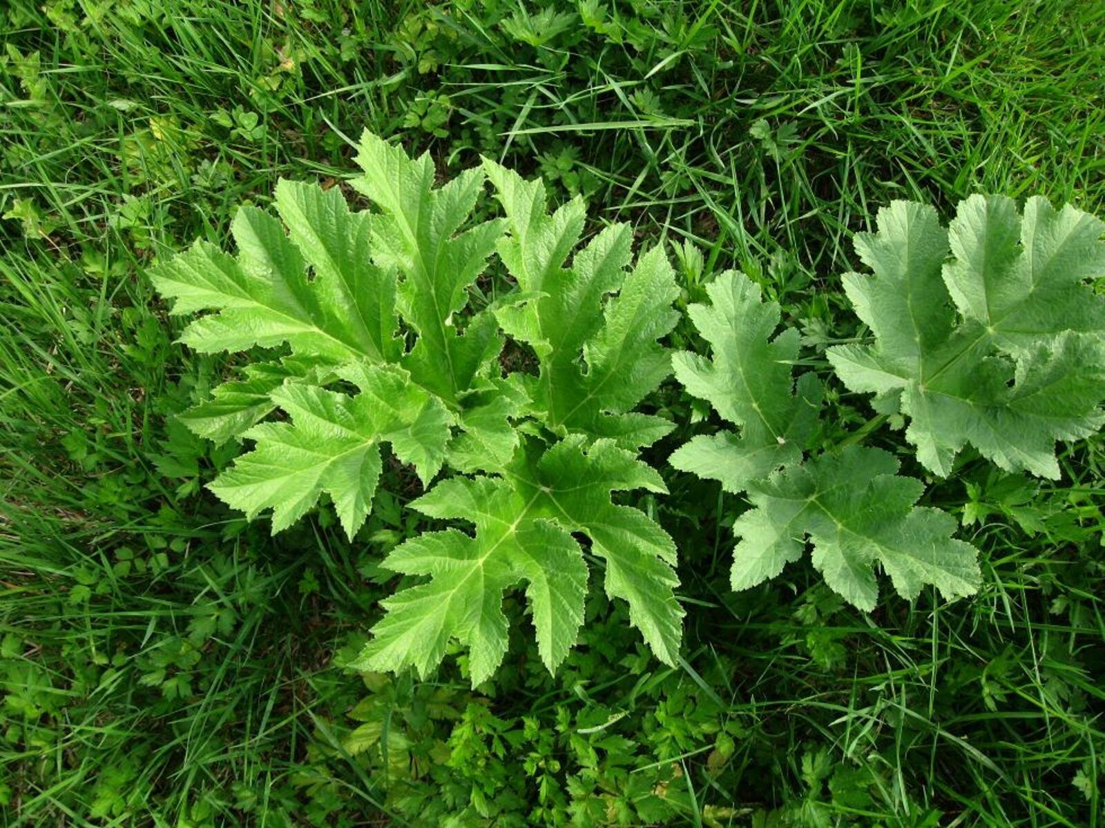 Борщевик листья фото. Борщевика Сосновского (Heracleum sosnowskyi). Борщевик листья. Борщевик растение листья. Сныть пекан.