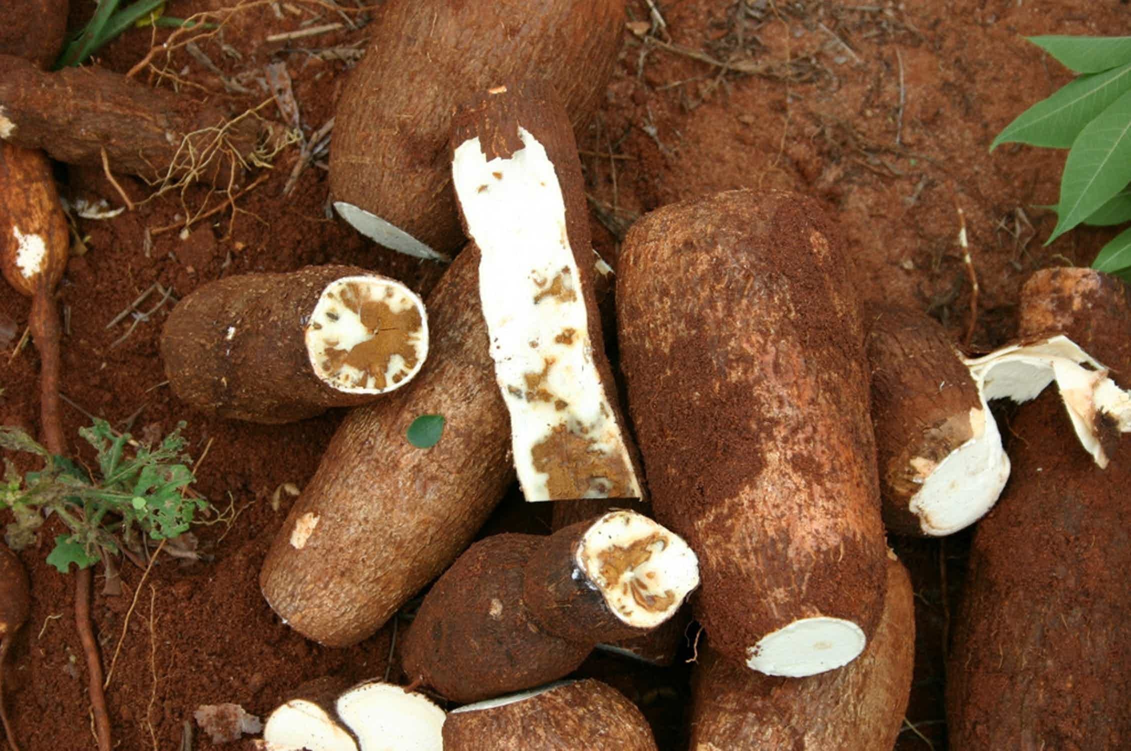 Маниока что это такое. Маниок Cassava. Корни маниока. Маниока корнеклубни. Кассава корнеплод.