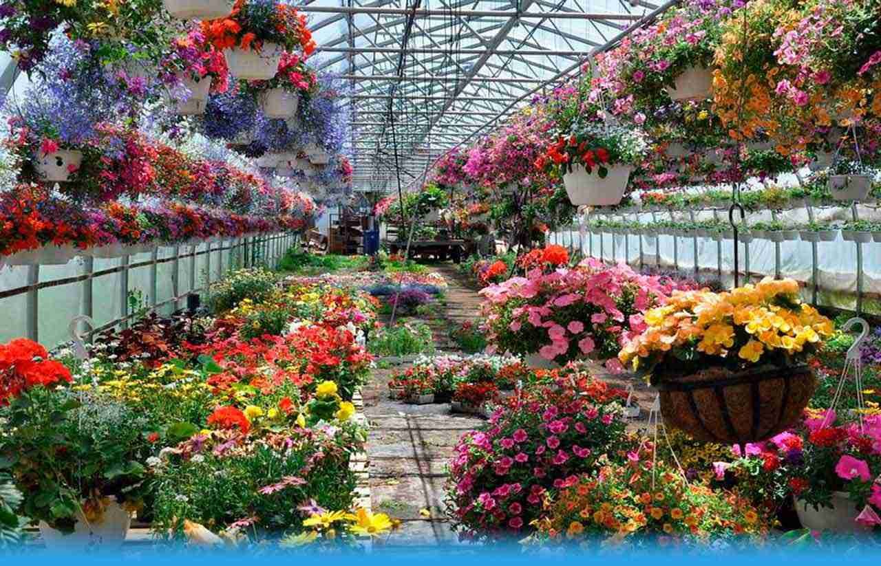 Видео выращивания цветов. Теплица для цветов. Теплица с цветами. Цветочная оранжерея. Цветы в оранжерее.