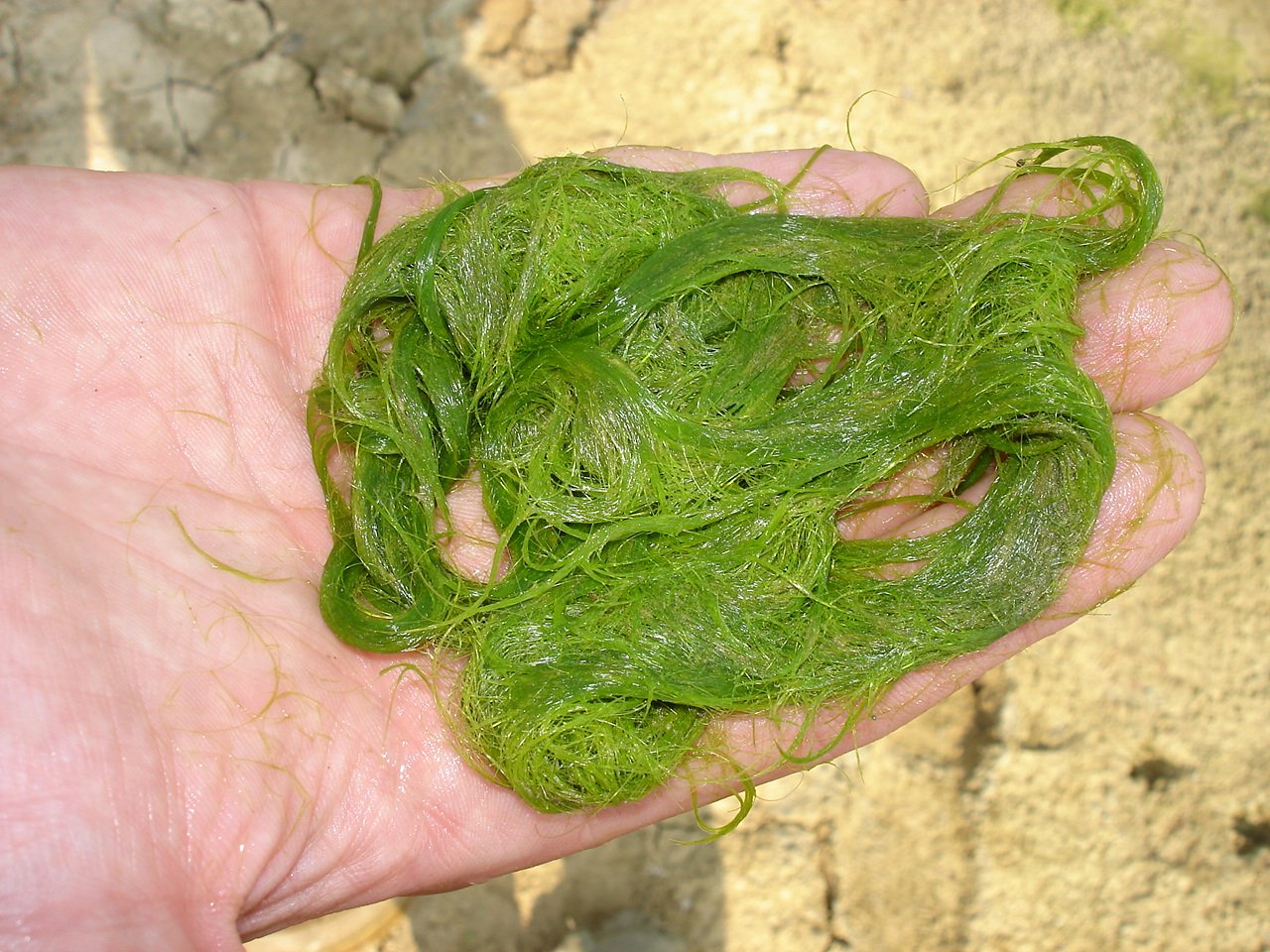 Как избавиться от тины. Спирогира водоросль. Спирогира зеленая нитчатая водоросль. Нитчатка кладофора.