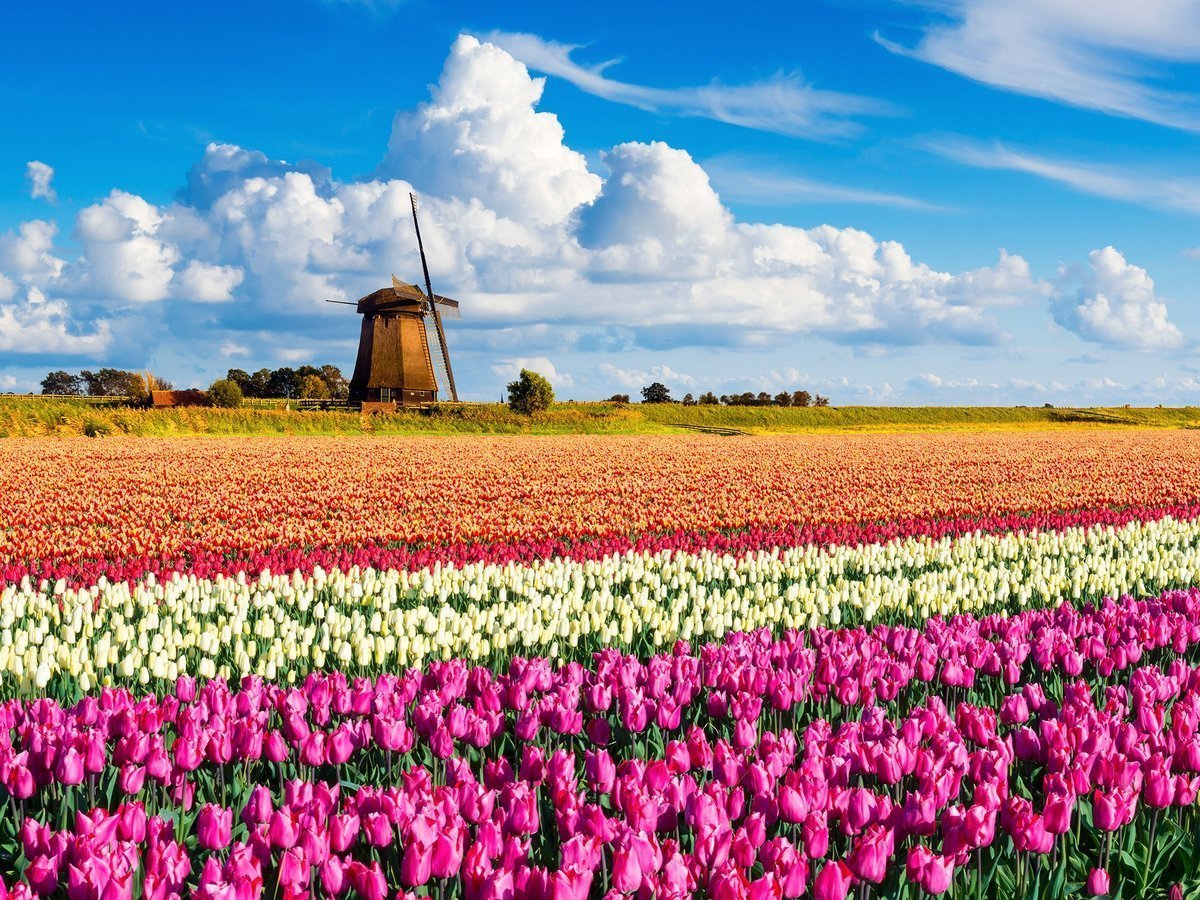 тюльпаны в голландии
