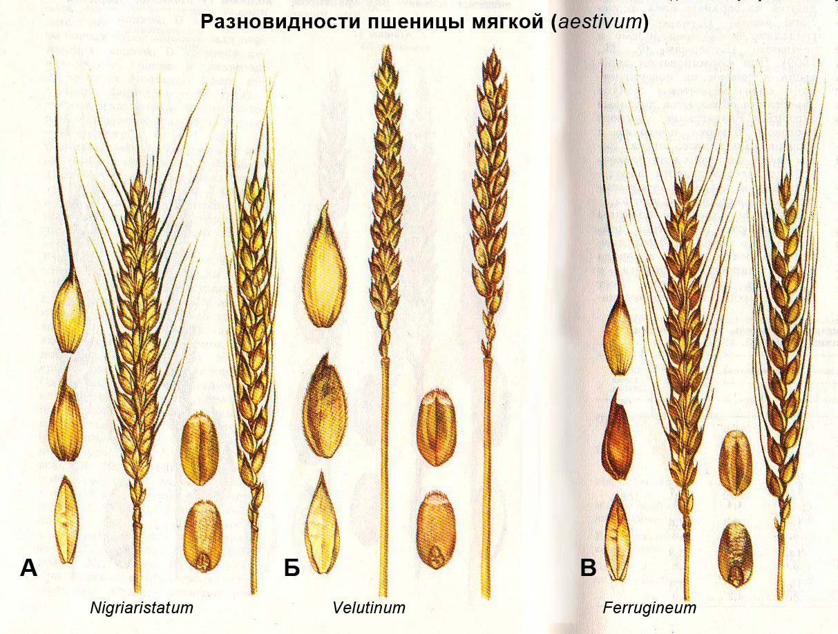 Какой тип системы у пшеницы. Строение пшеницы ржи ячменя. Зерновка это плод Колос. Разновидность пшеницы эритроспермум. Селекции Яровой мягкой пшеницы.