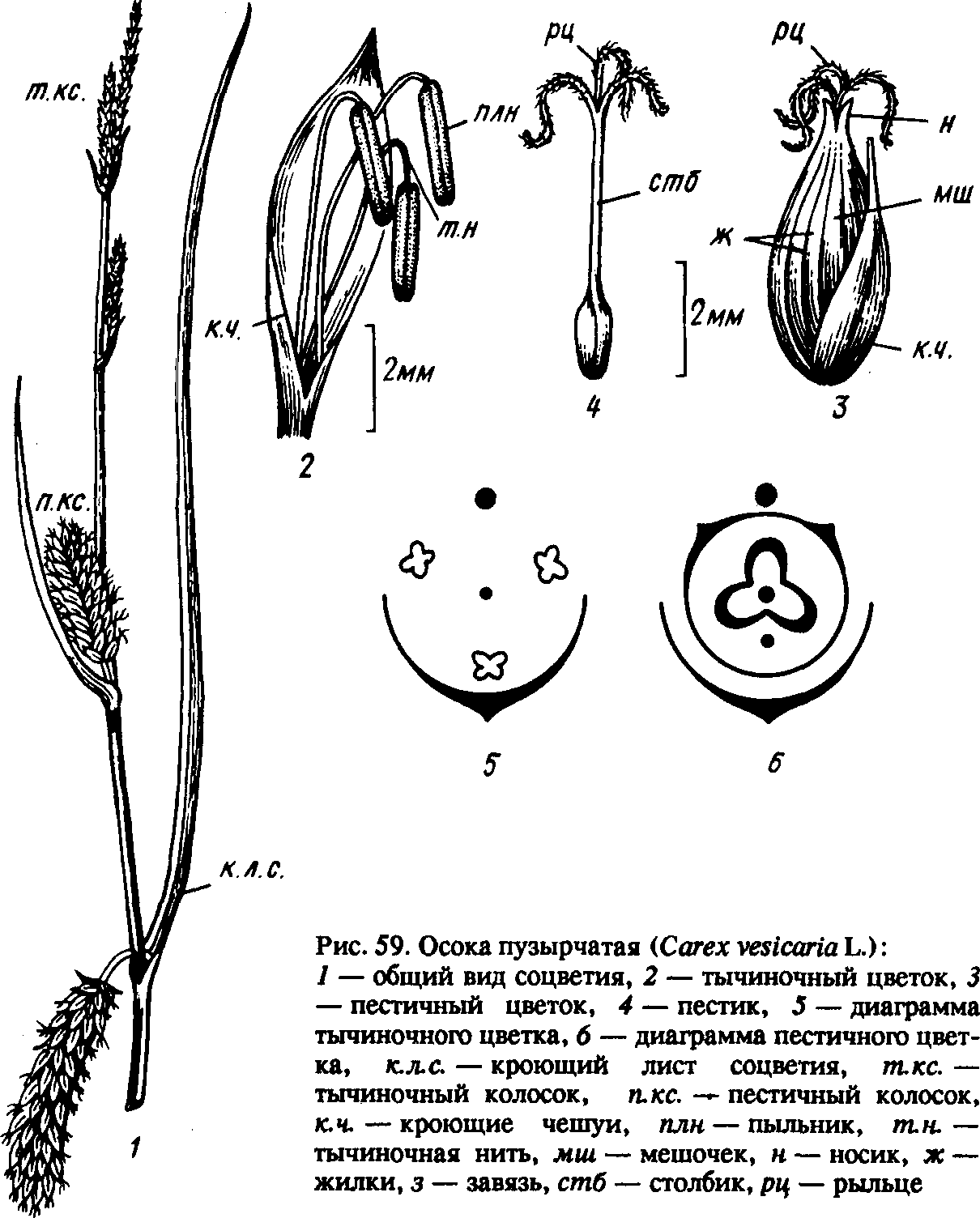 Водосбор обыкновенный диаграмма цветка