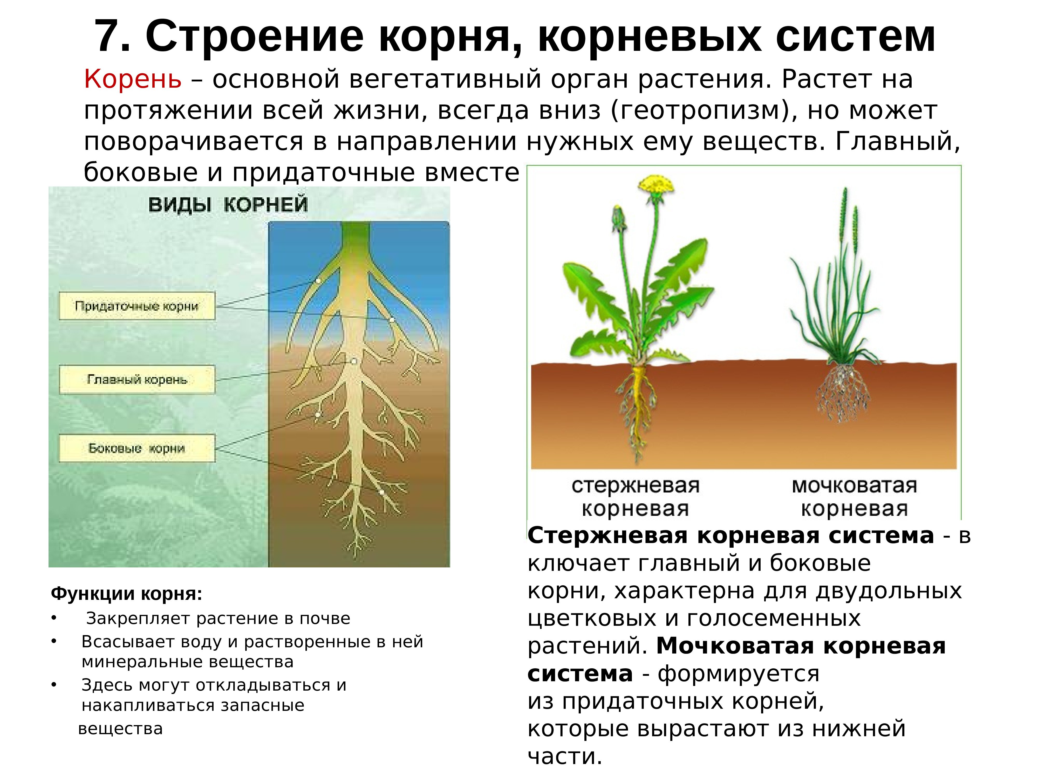 Корень ботаника