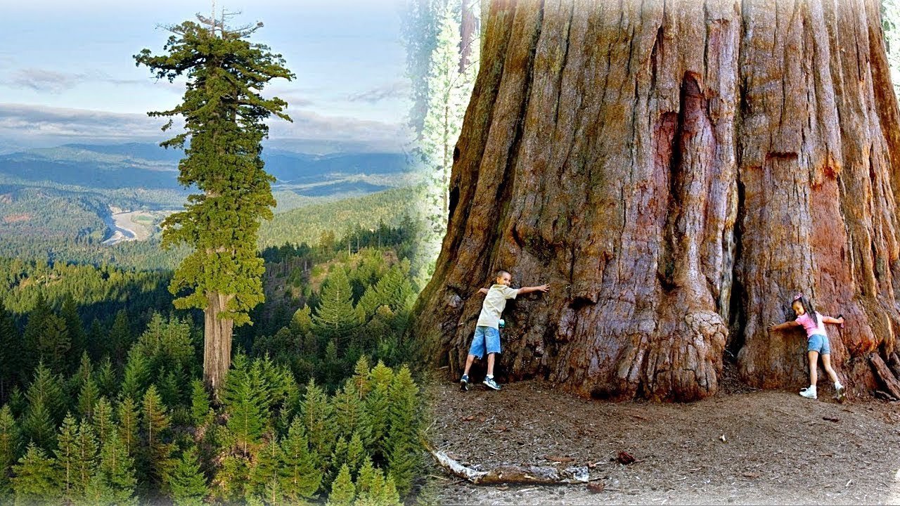 Самое высокое дерево на земле природная зона. Калифорнийская Секвойя Гиперион. Гигантская Секвойя генерал Шерман. Генерал Шерман (дерево). Дерево Гиперион Редвуд.