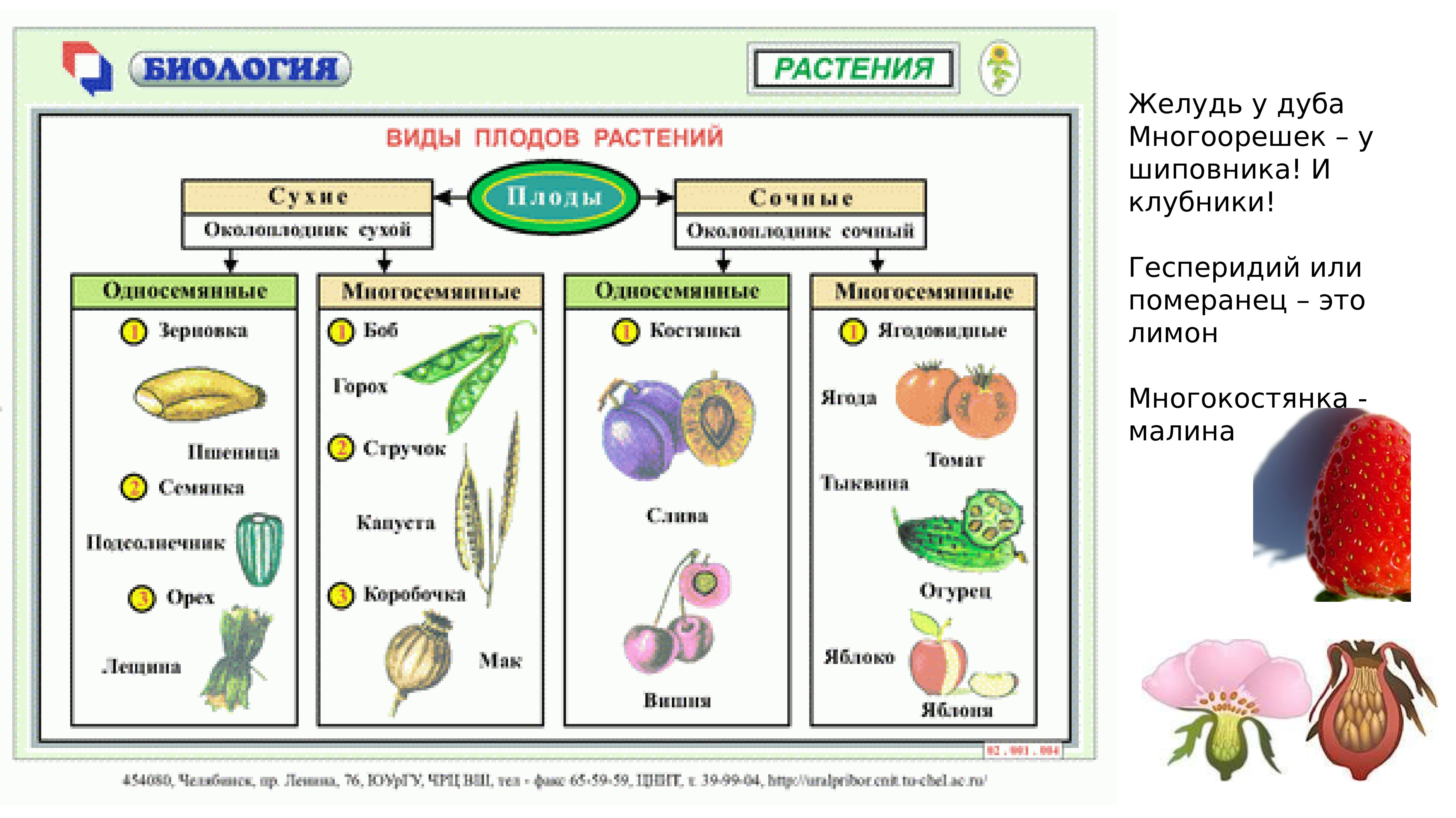 Биология 6 класс пример. Типы плодов 6 класс биология. Плоды классификация плодов 6 класс биология. Таблица классификация плодов биология 6 класс. Классификация плодов таблица 6.