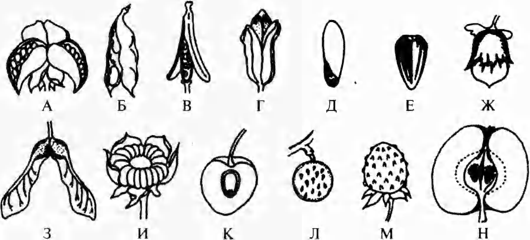 Плод костянка растение. Семянка и костянка. Тип плода у покрытосеменных растений. Семянка коробочка костянка. Плоды типы плодов.